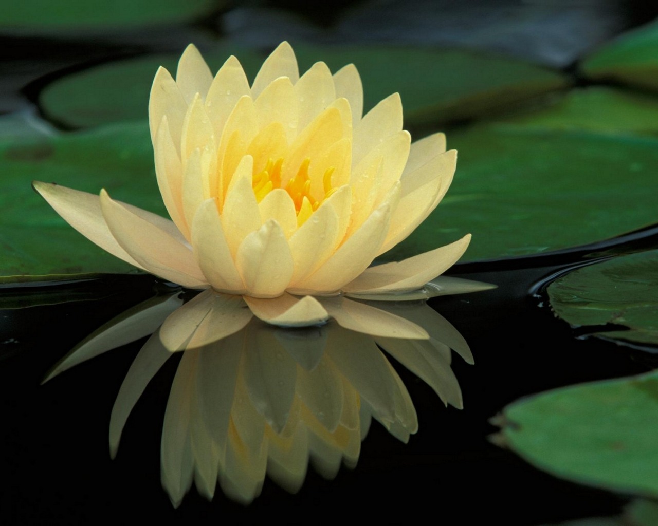 Download mobile wallpaper Reflection, Flower, Earth, Water Lily for free.