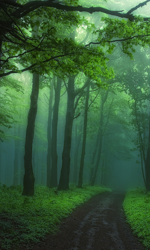 Скачать картинку Лес, Дерево, Туман, Зеленый, Дорожка, Земля/природа в телефон бесплатно.