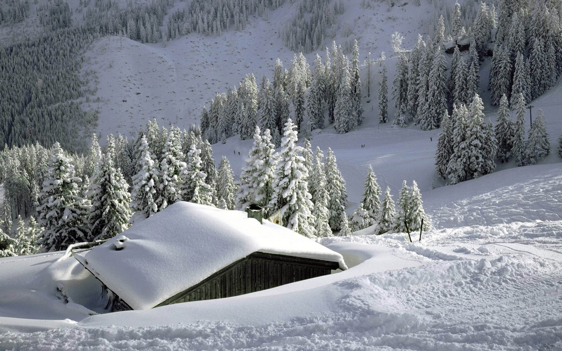 Handy-Wallpaper Schnee, Winter, Baum, Erde/natur kostenlos herunterladen.