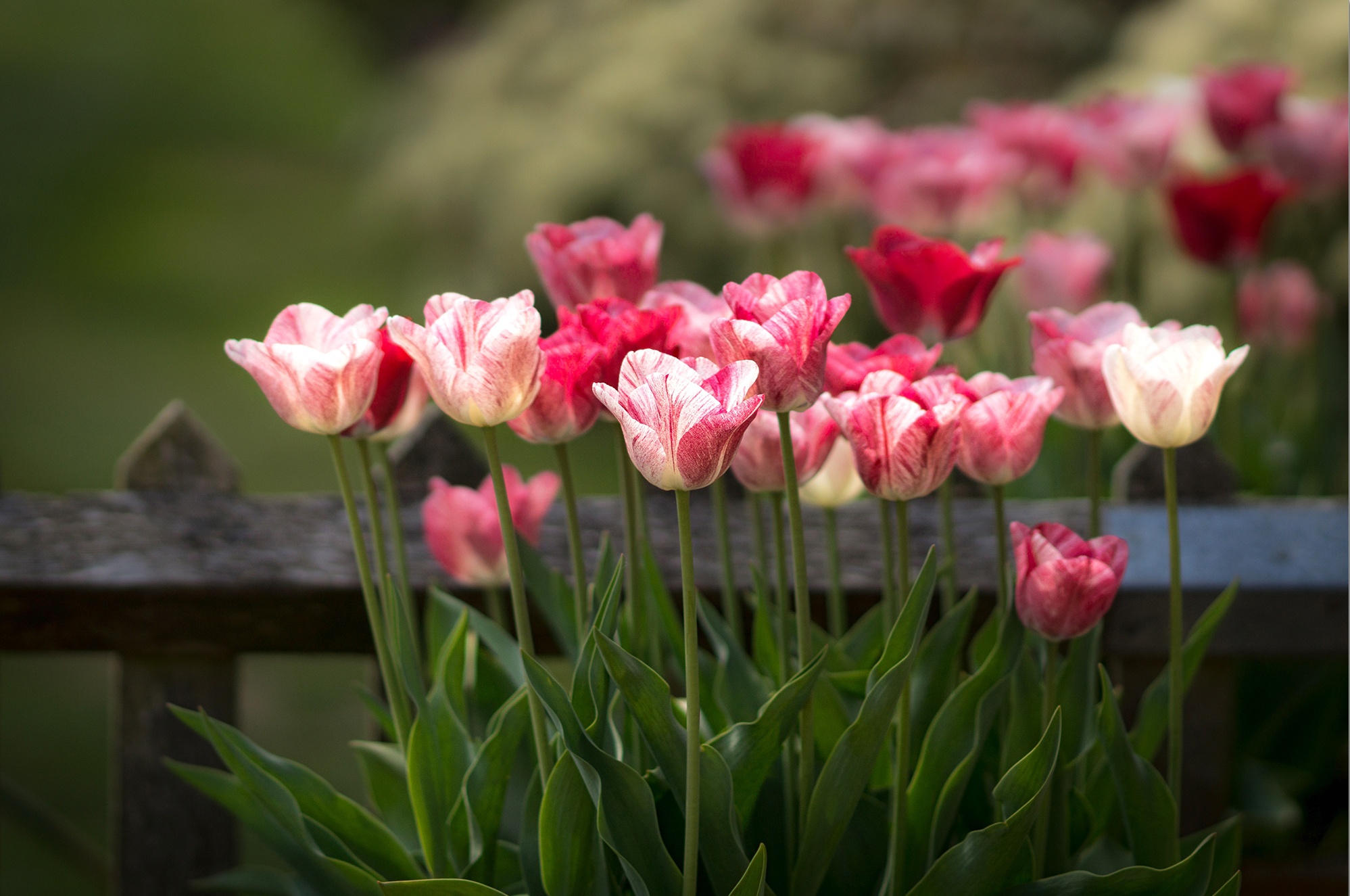 Laden Sie das Natur, Blumen, Blume, Tulpe, Erde/natur, Pinke Blume, Tiefenschärfe-Bild kostenlos auf Ihren PC-Desktop herunter