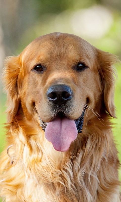 Handy-Wallpaper Tiere, Hunde, Golden Retriever kostenlos herunterladen.