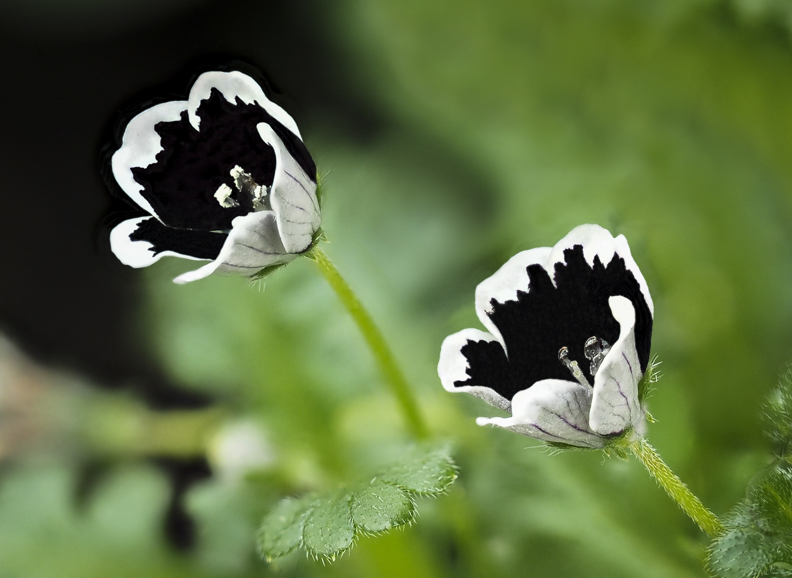 Handy-Wallpaper Natur, Blumen, Blume, Erde/natur kostenlos herunterladen.