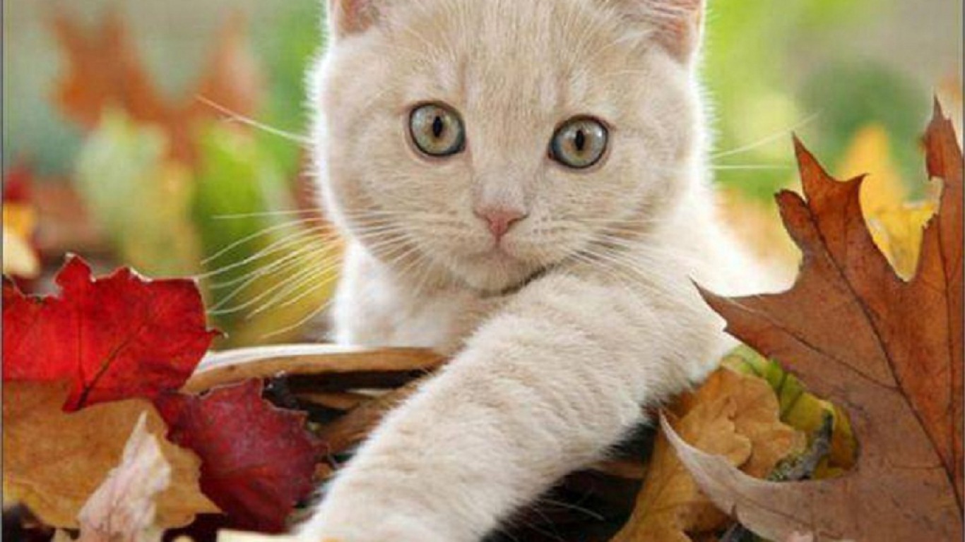 Download mobile wallpaper Cats, Cat, Animal for free.