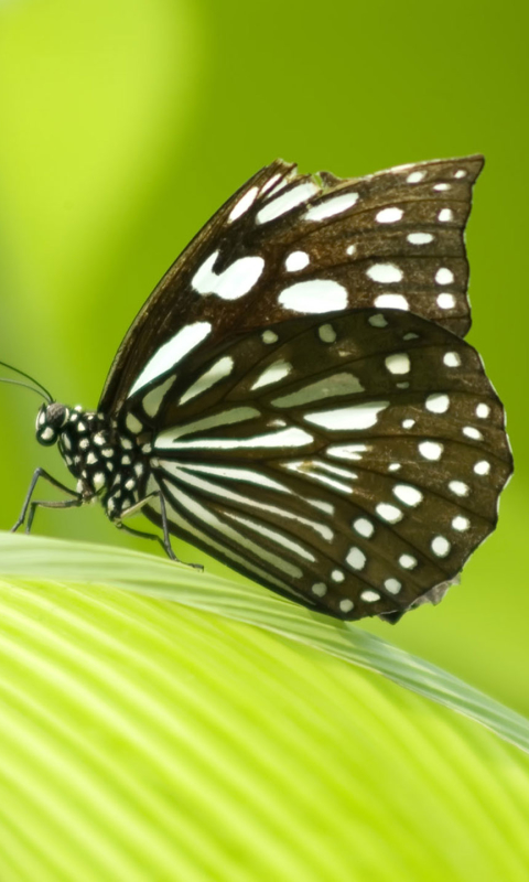 Download mobile wallpaper Close Up, Leaf, Butterfly, Animal for free.