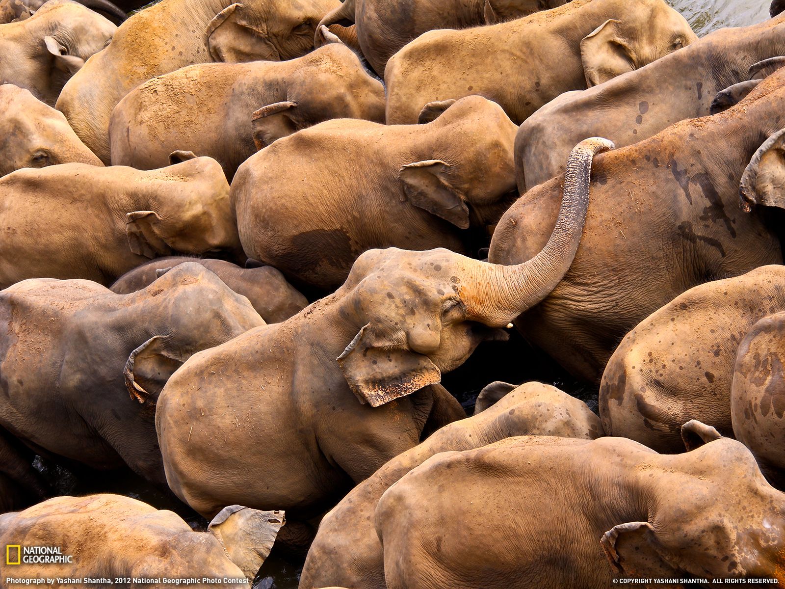 322857 завантажити шпалери тварина, азіатський слон, слони - заставки і картинки безкоштовно