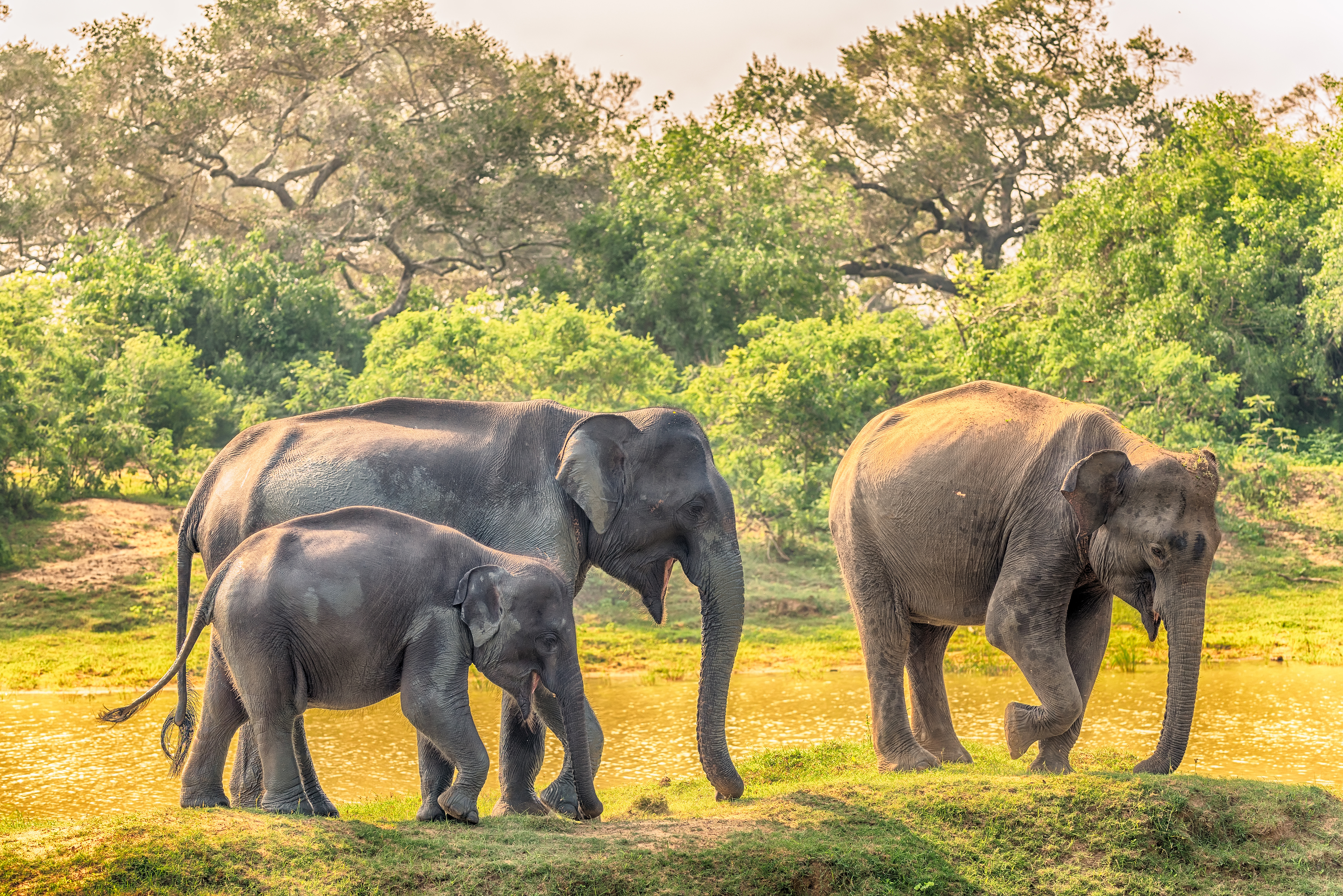 Скачать обои бесплатно Животные, Слоны, Детеныш Животного, Азиатский Слон картинка на рабочий стол ПК
