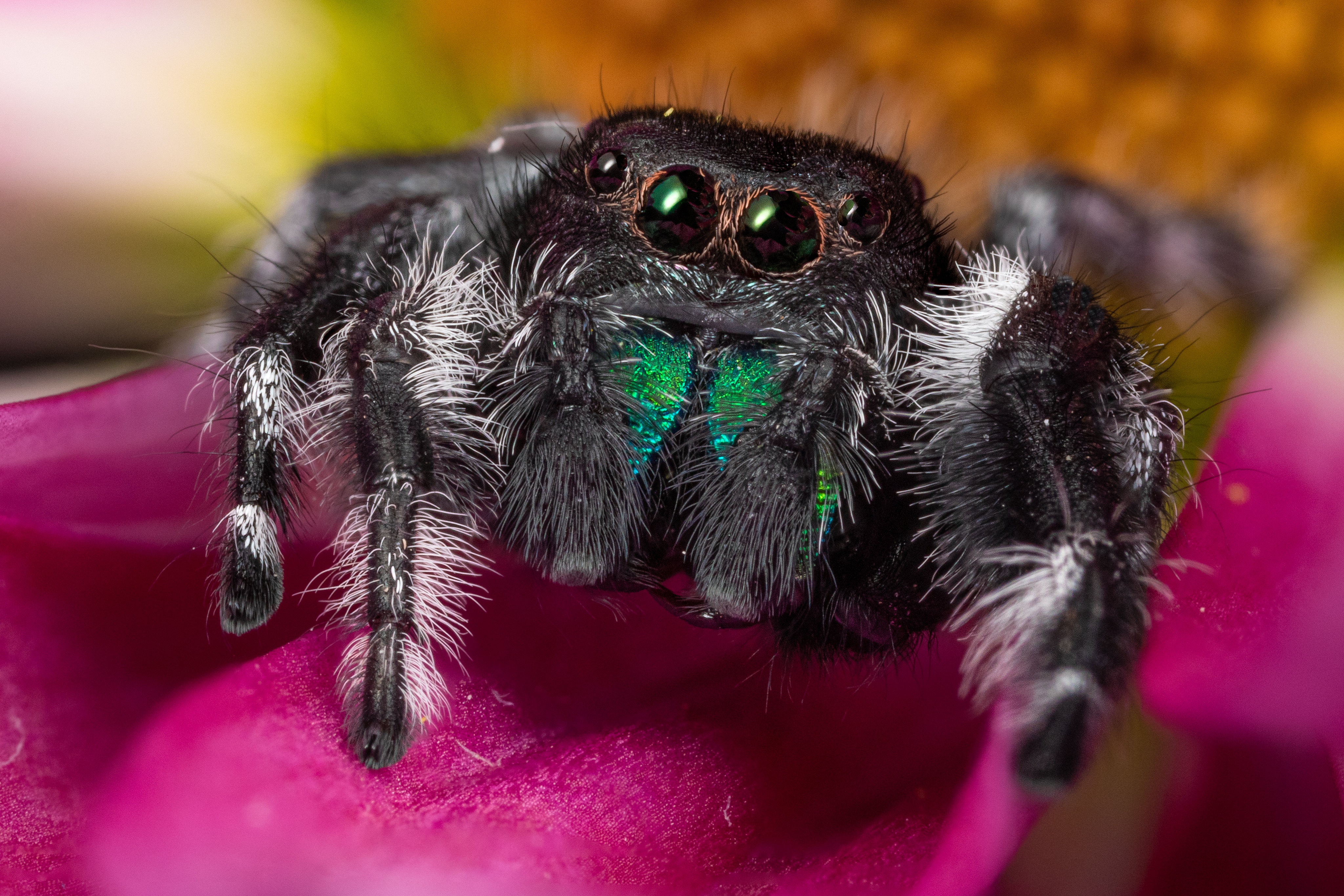 Download mobile wallpaper Spiders, Macro, Animal, Jumping Spider for free.