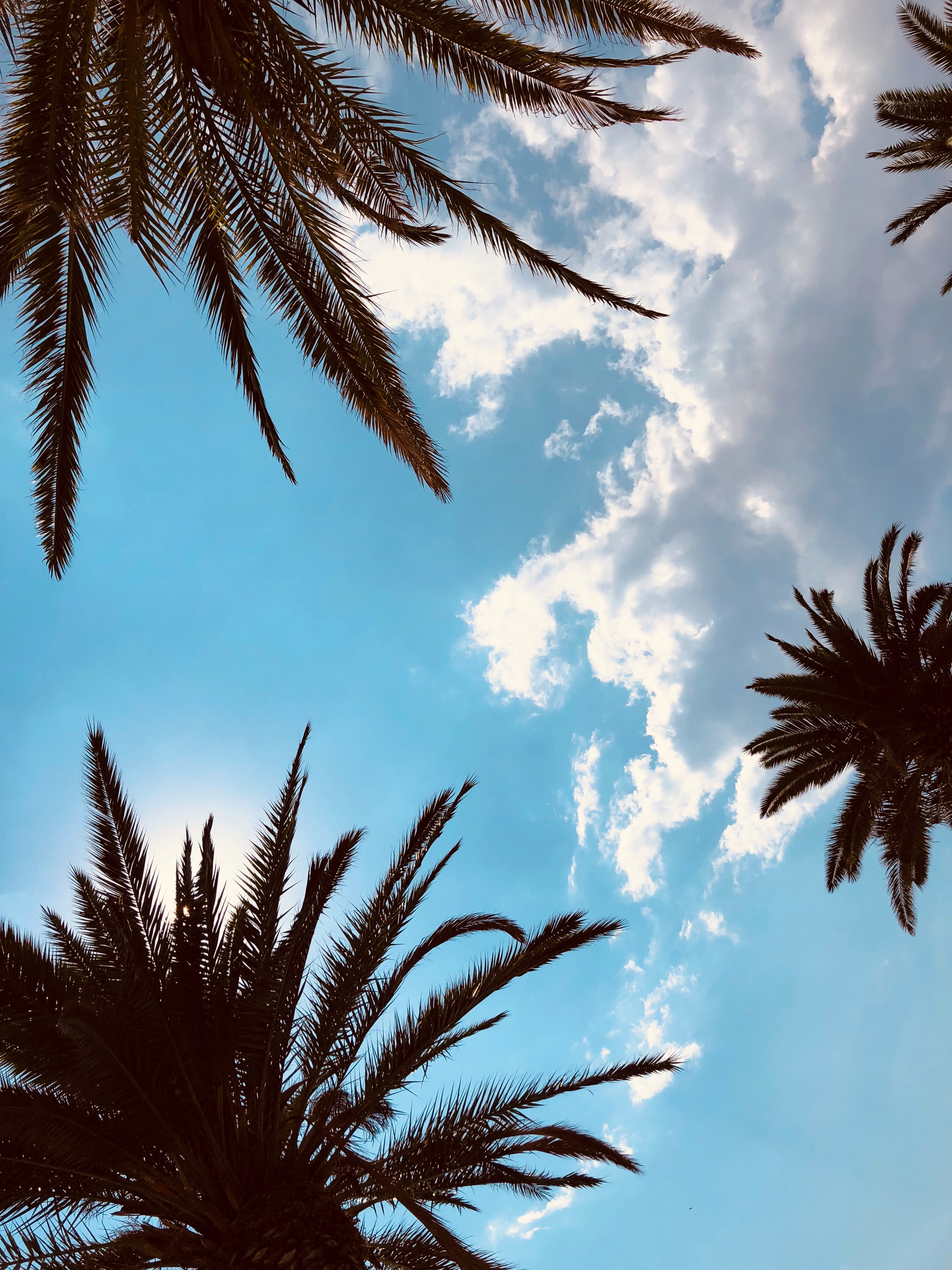 Free download wallpaper Sky, Branches, Bottom View, Leaves, Palms, Tropics, Nature on your PC desktop