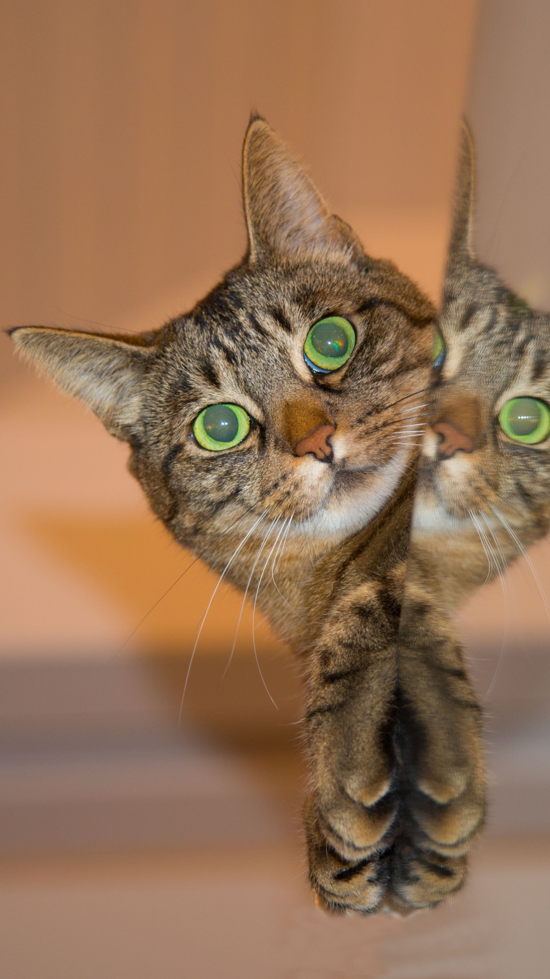 Handy-Wallpaper Tiere, Katzen, Katze, Spiegelung, Betrachtung kostenlos herunterladen.