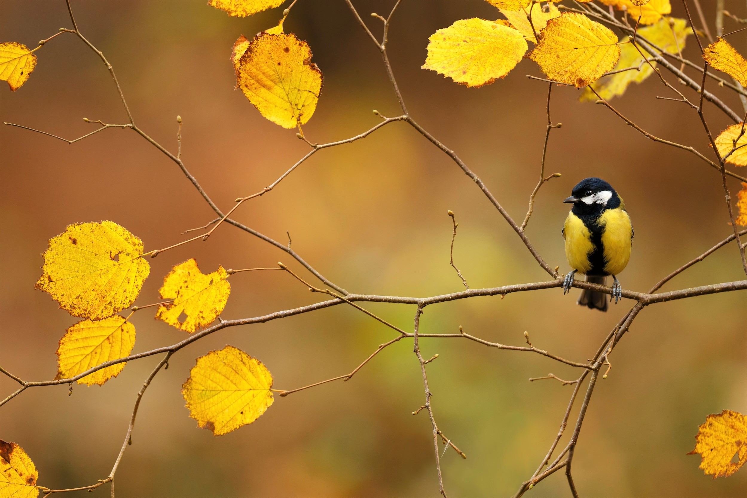 Download mobile wallpaper Birds, Bird, Leaf, Fall, Animal for free.