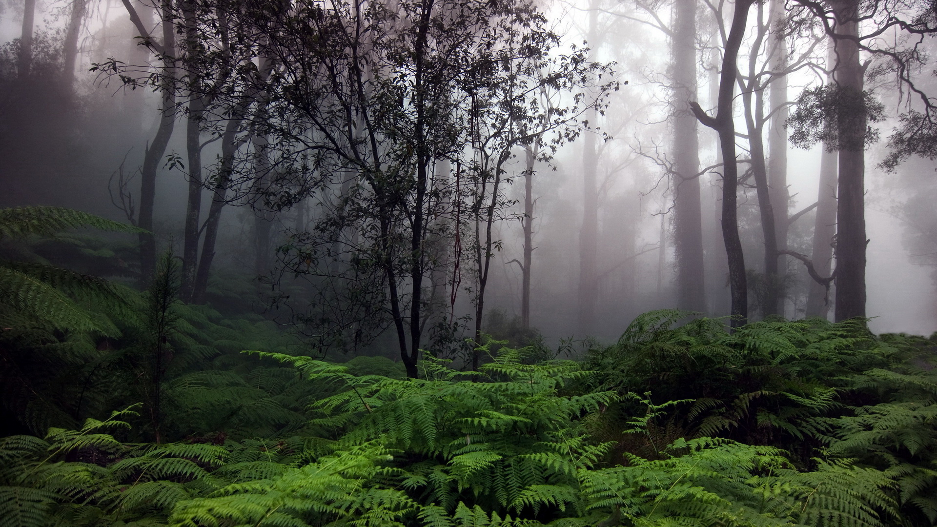 Baixe gratuitamente a imagem Terra/natureza, Neblina na área de trabalho do seu PC