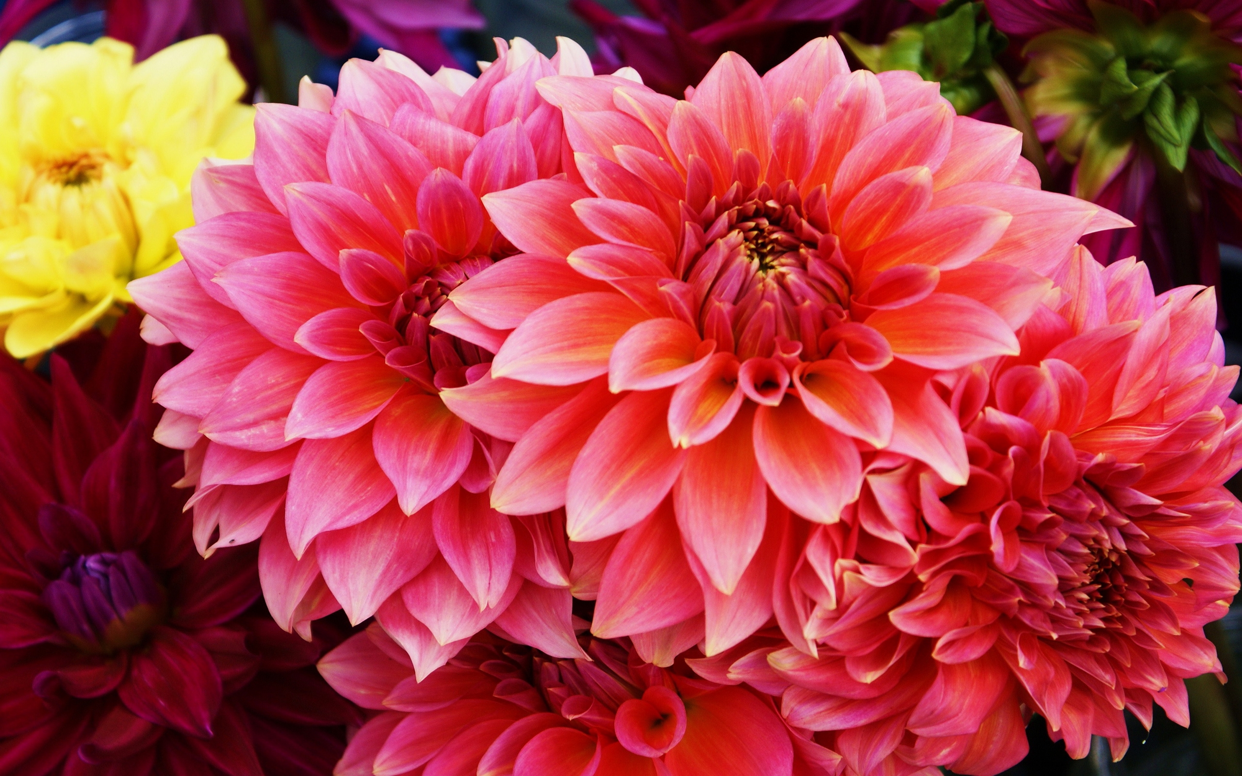 Laden Sie das Natur, Blumen, Blume, Nahansicht, Dahlien, Erde/natur, Pinke Blume-Bild kostenlos auf Ihren PC-Desktop herunter