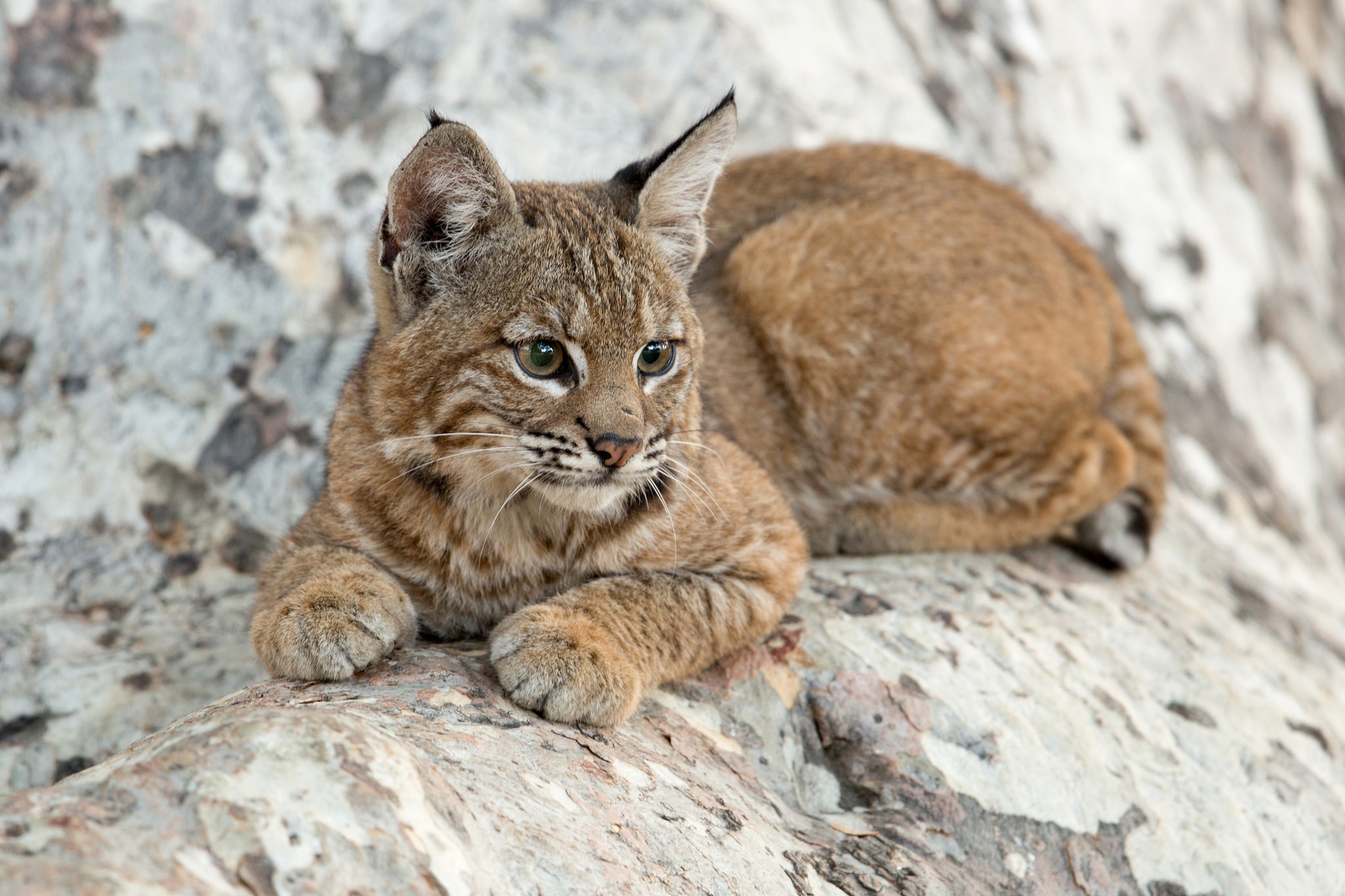 Download mobile wallpaper Cats, Animal, Baby Animal, Lynx, Cub for free.