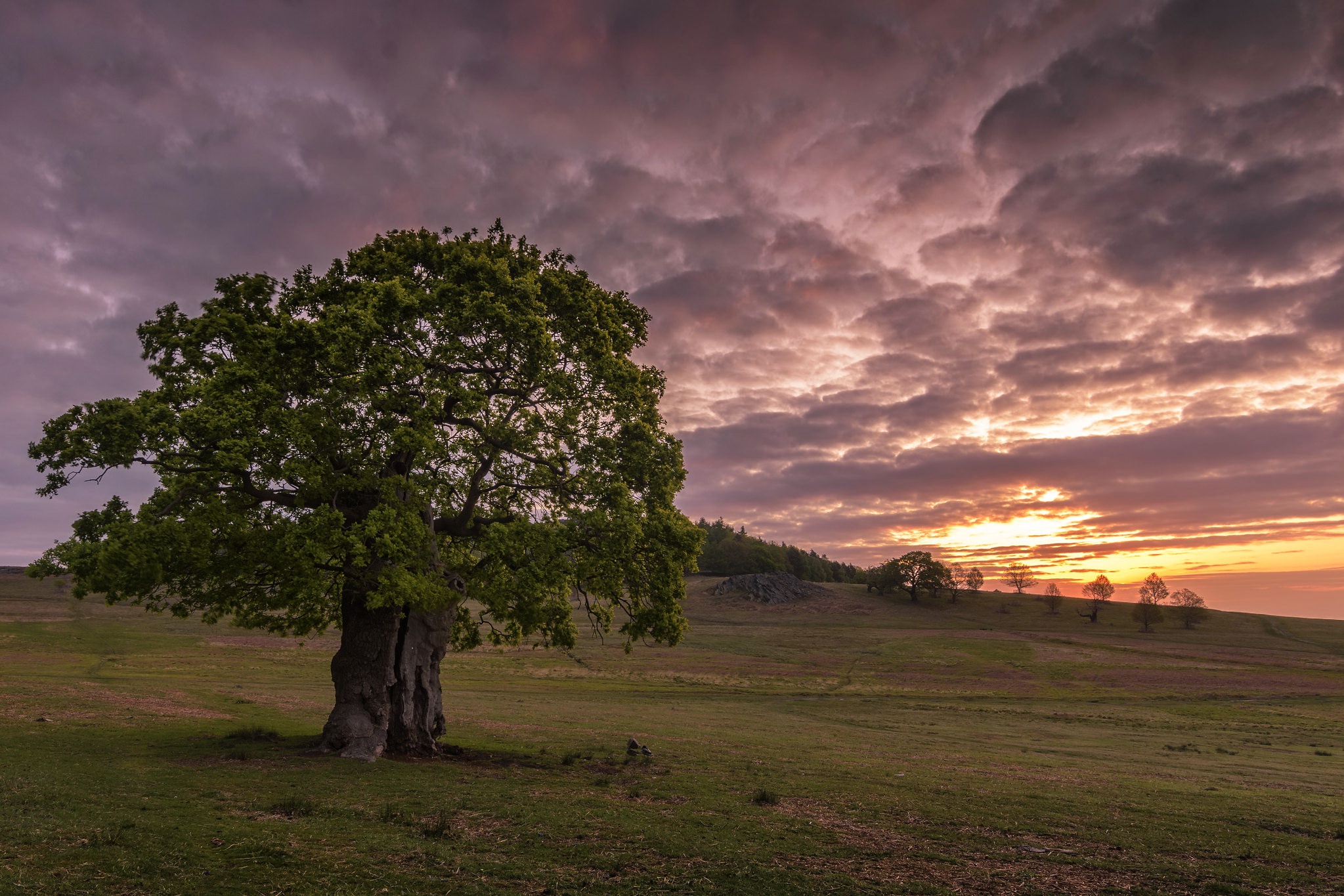 Download mobile wallpaper Trees, Sunset, Tree, Earth, Field for free.