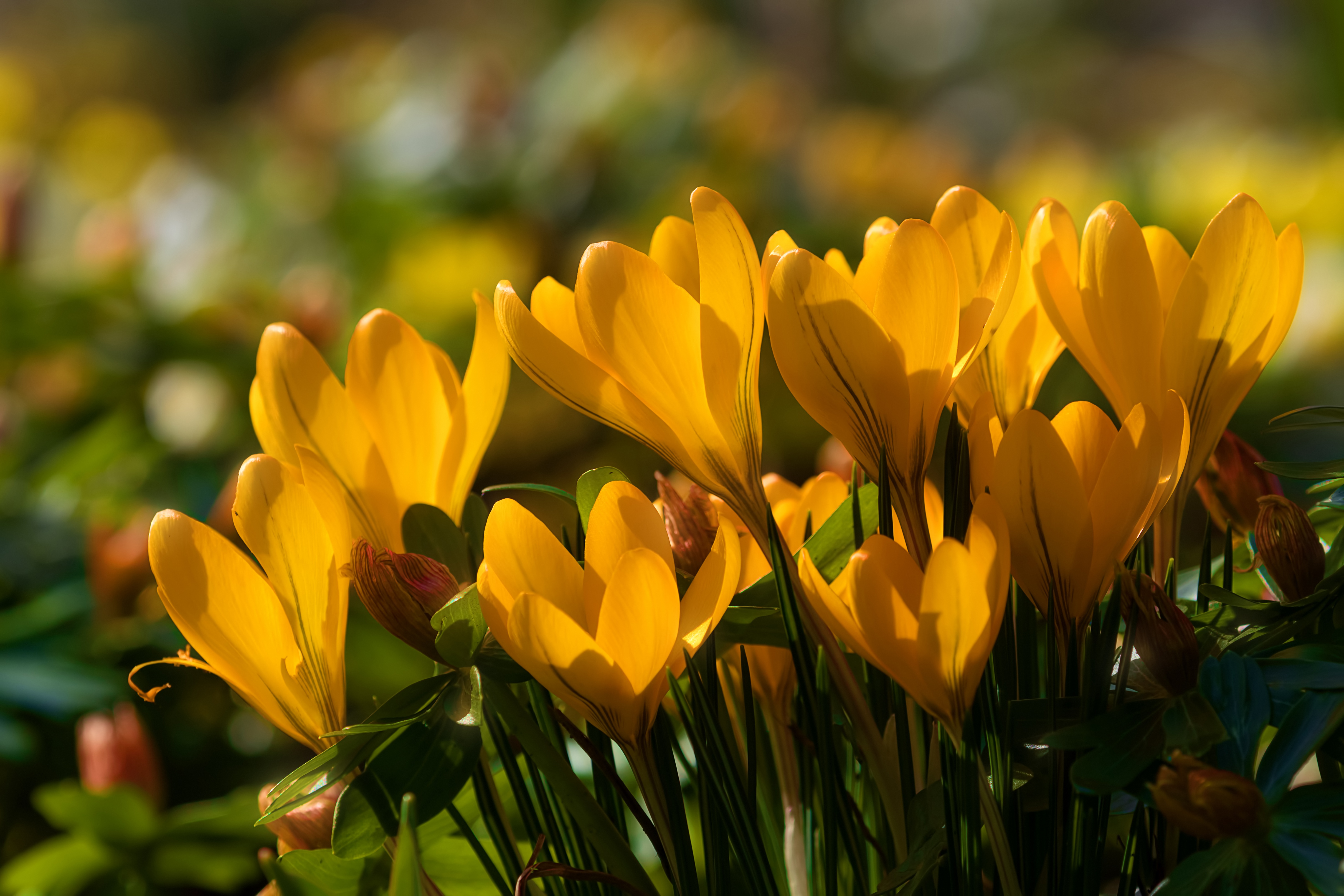 Descarga gratis la imagen Flores, Flor, De Cerca, Bokeh, Azafrán, Flor Amarilla, Tierra/naturaleza en el escritorio de tu PC