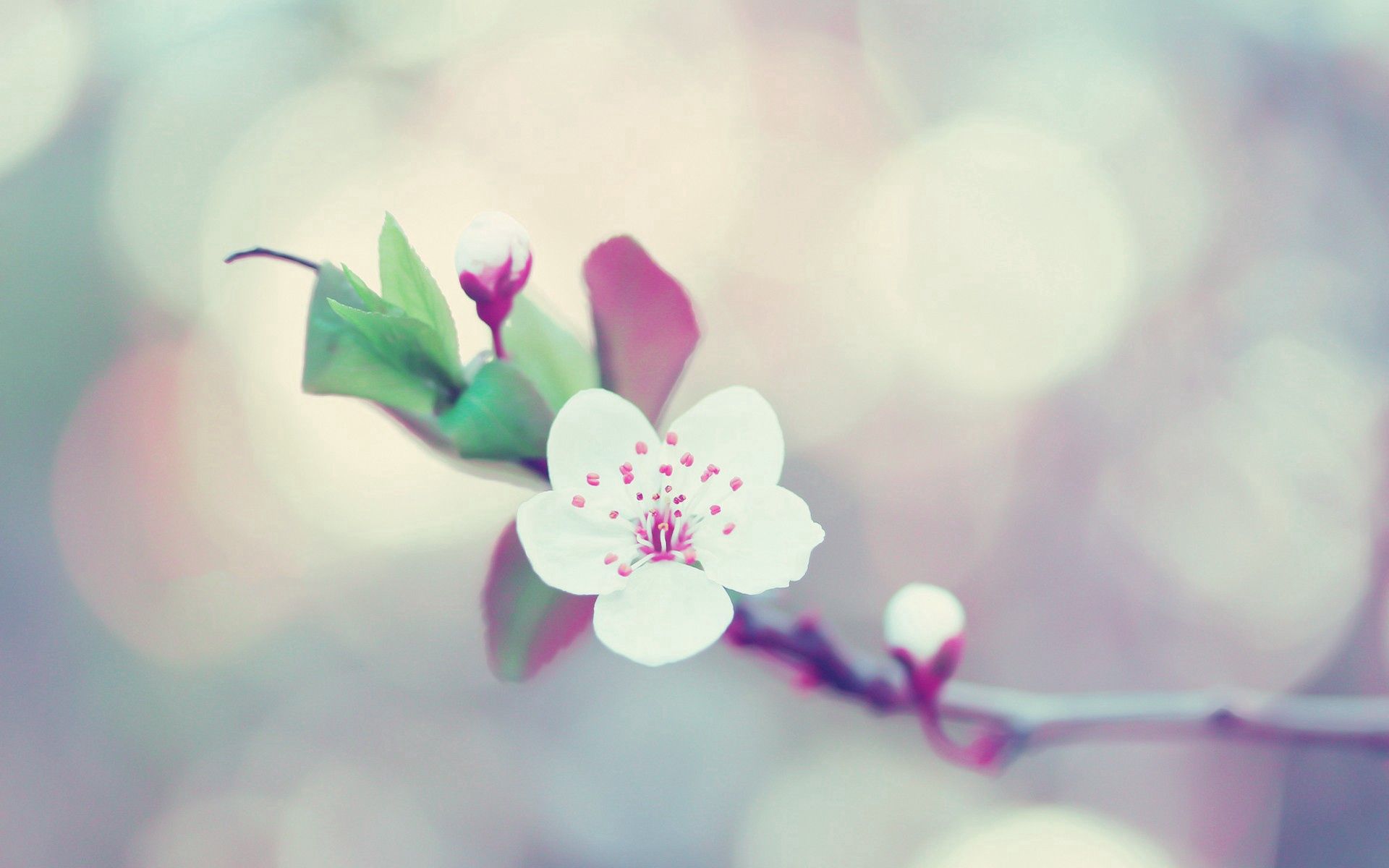 Free download wallpaper Macro, Branch, Flower, Glare, Flowering, Bloom on your PC desktop