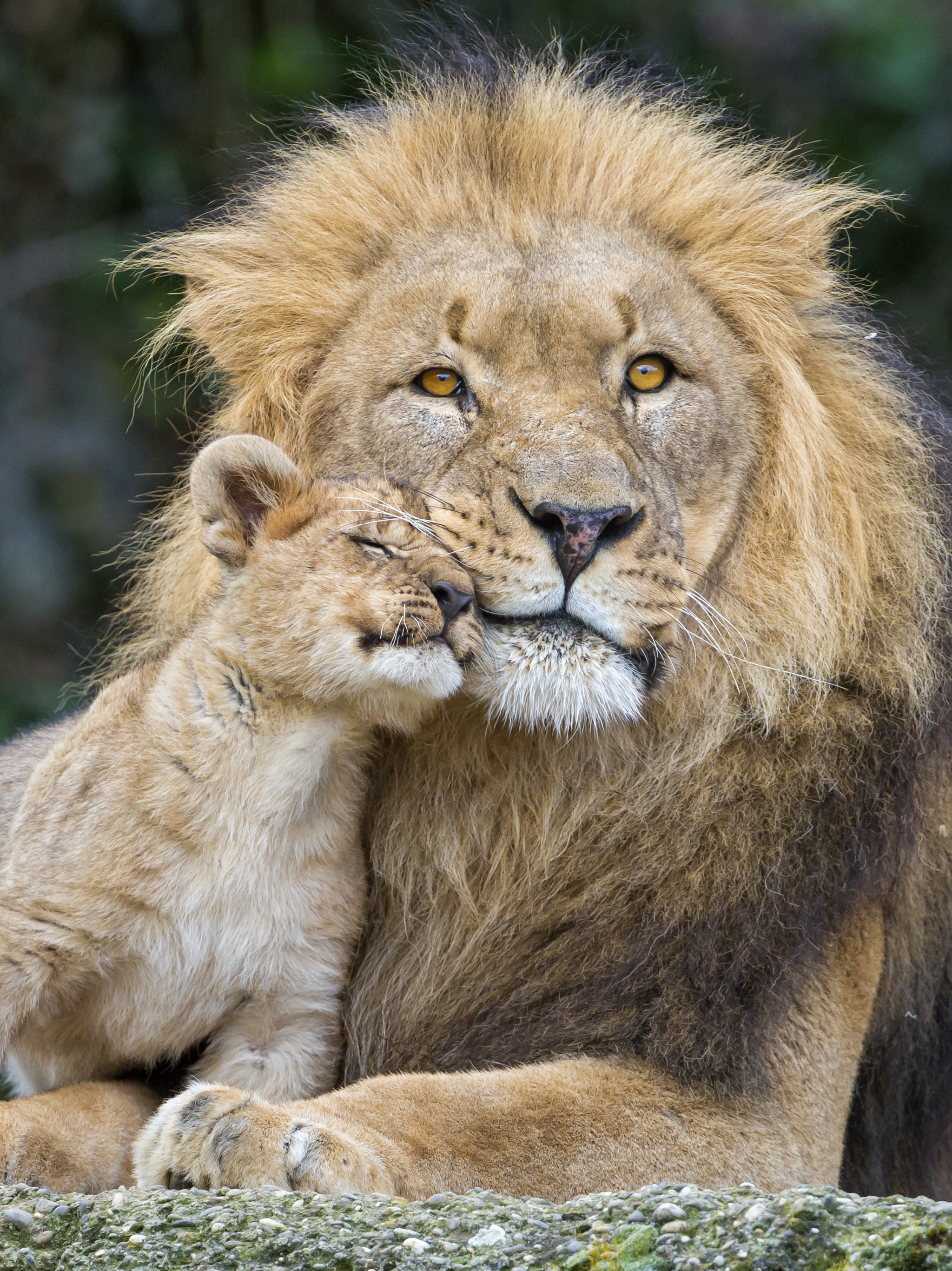 Free download wallpaper Cats, Love, Lion, Animal, Cute, Baby Animal, Cub on your PC desktop