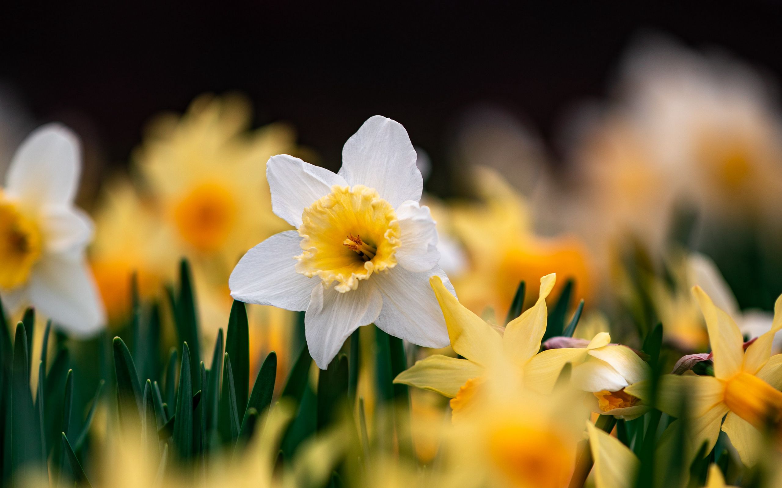 Download mobile wallpaper Flowers, Flower, Earth, Daffodil for free.