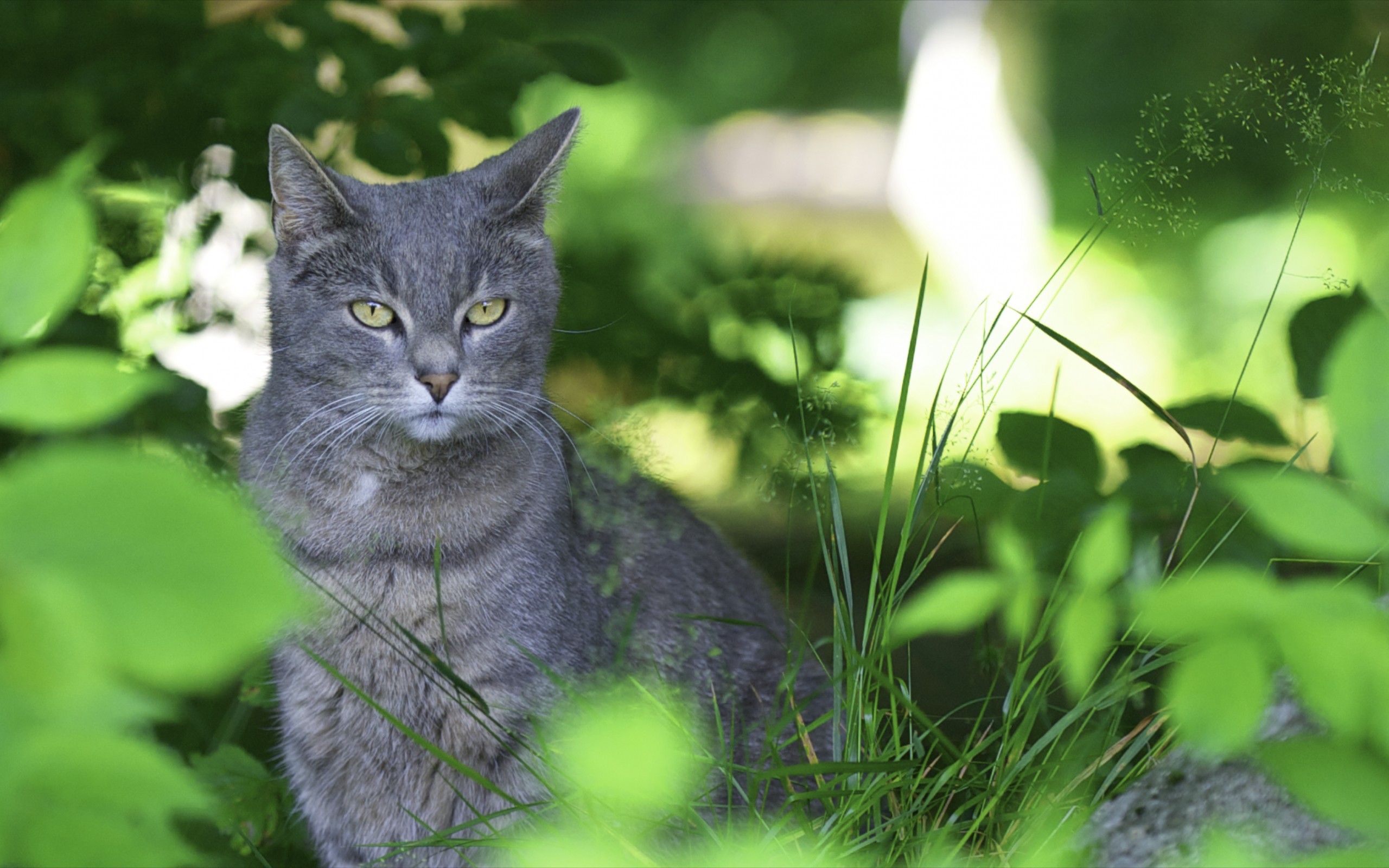 Descarga gratuita de fondo de pantalla para móvil de Animales, Gatos, Gato.