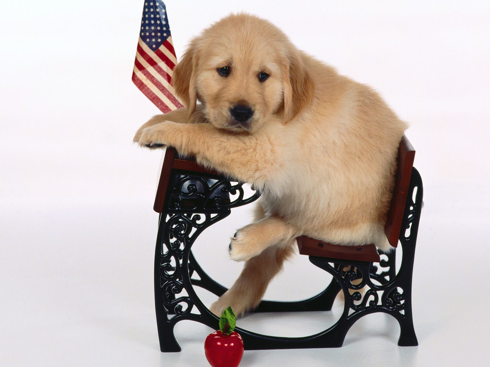 Laden Sie das Tiere, Hunde, Hund, Welpen, Golden Retriever-Bild kostenlos auf Ihren PC-Desktop herunter