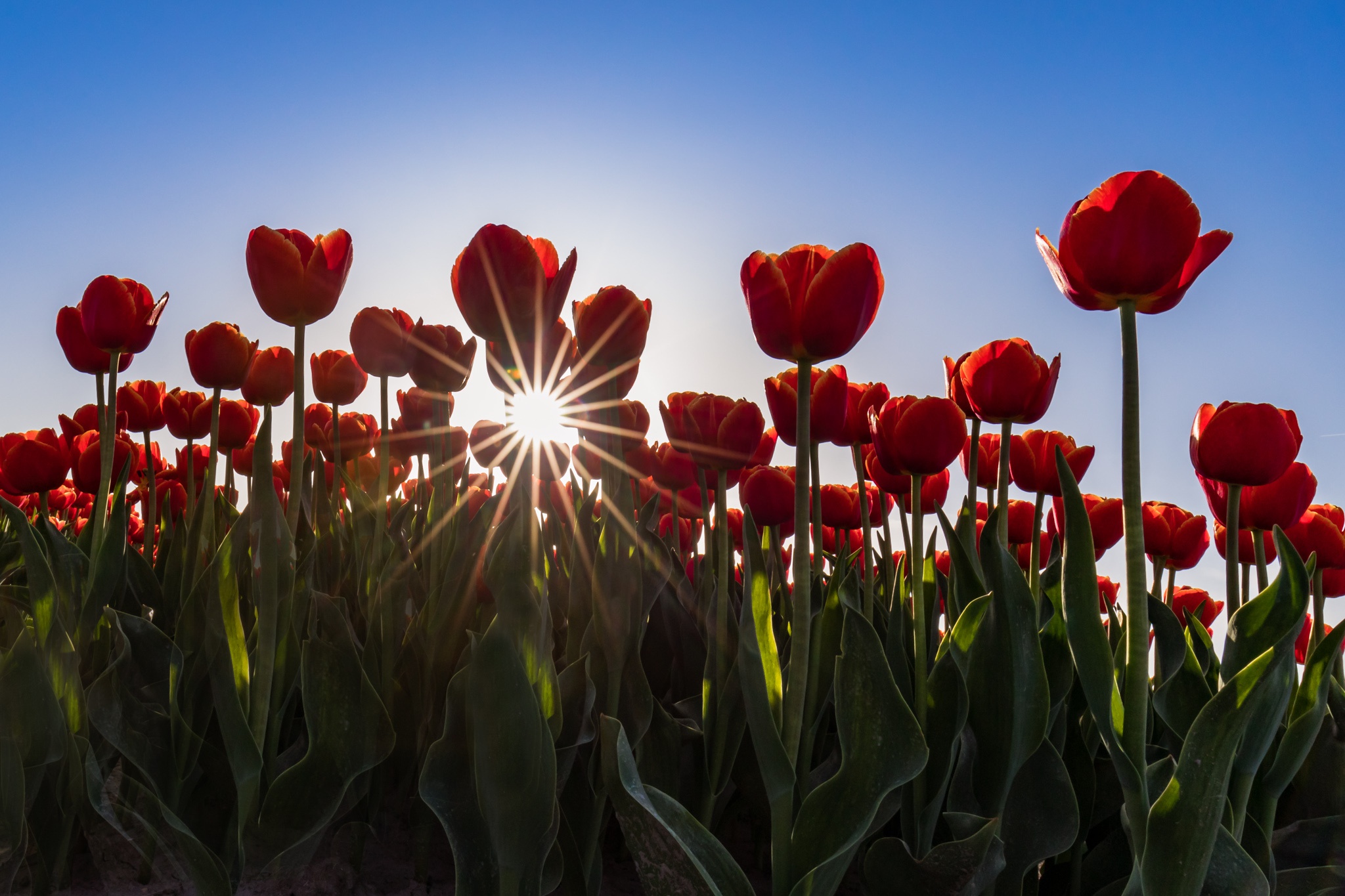 Descarga gratis la imagen Naturaleza, Flores, Flor, Tulipán, Flor Roja, Tierra/naturaleza en el escritorio de tu PC