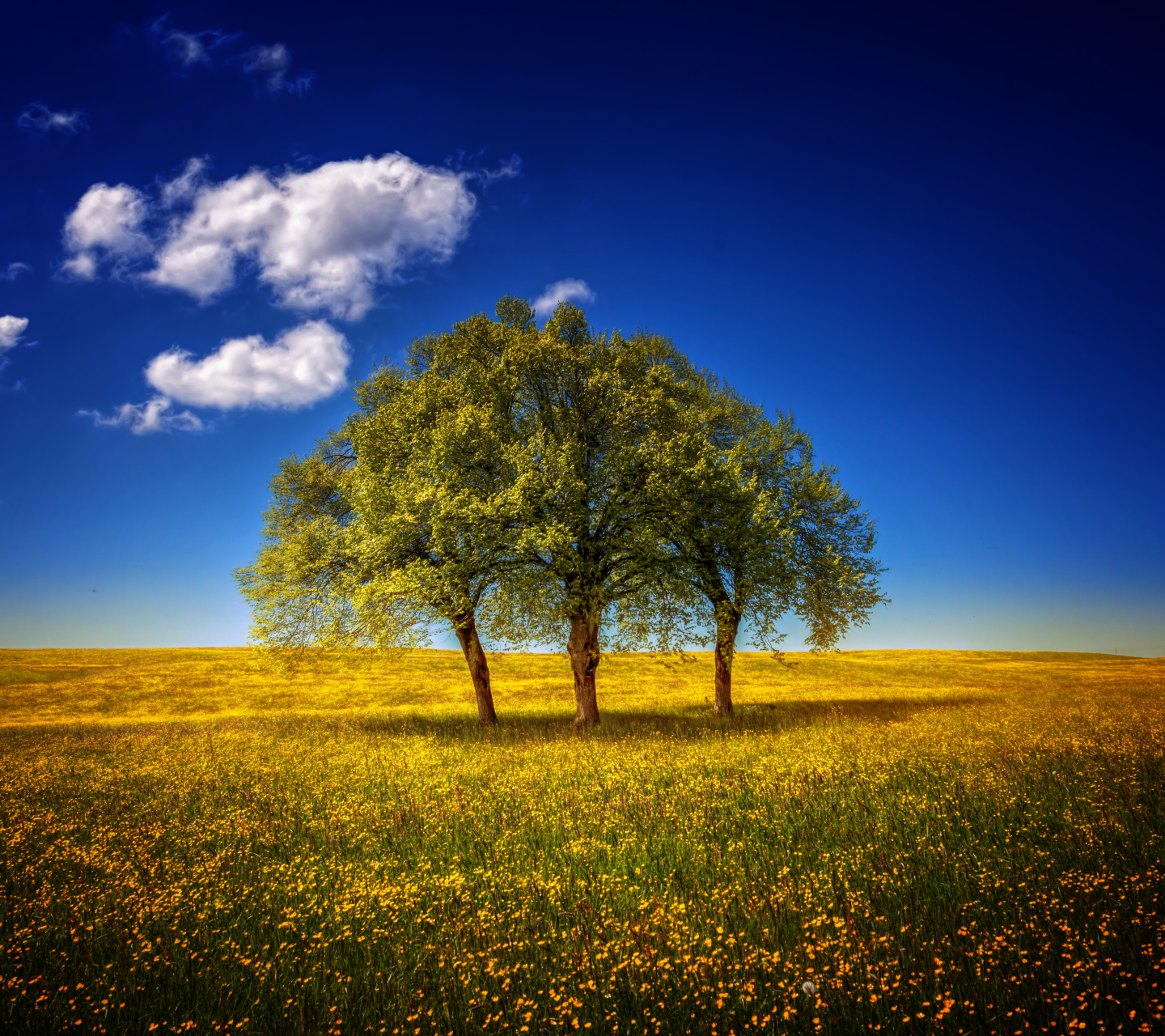 Скачать обои бесплатно Деревья, Небо, Облака, Дерево, Весна, Облако, Земля/природа картинка на рабочий стол ПК