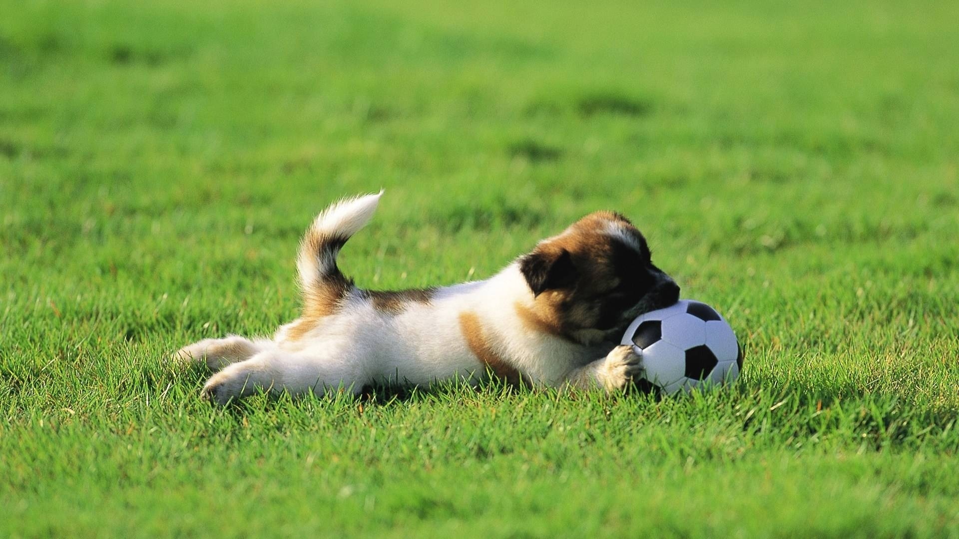 Free download wallpaper Sports, Animals, Dogs, Grass, Football on your PC desktop