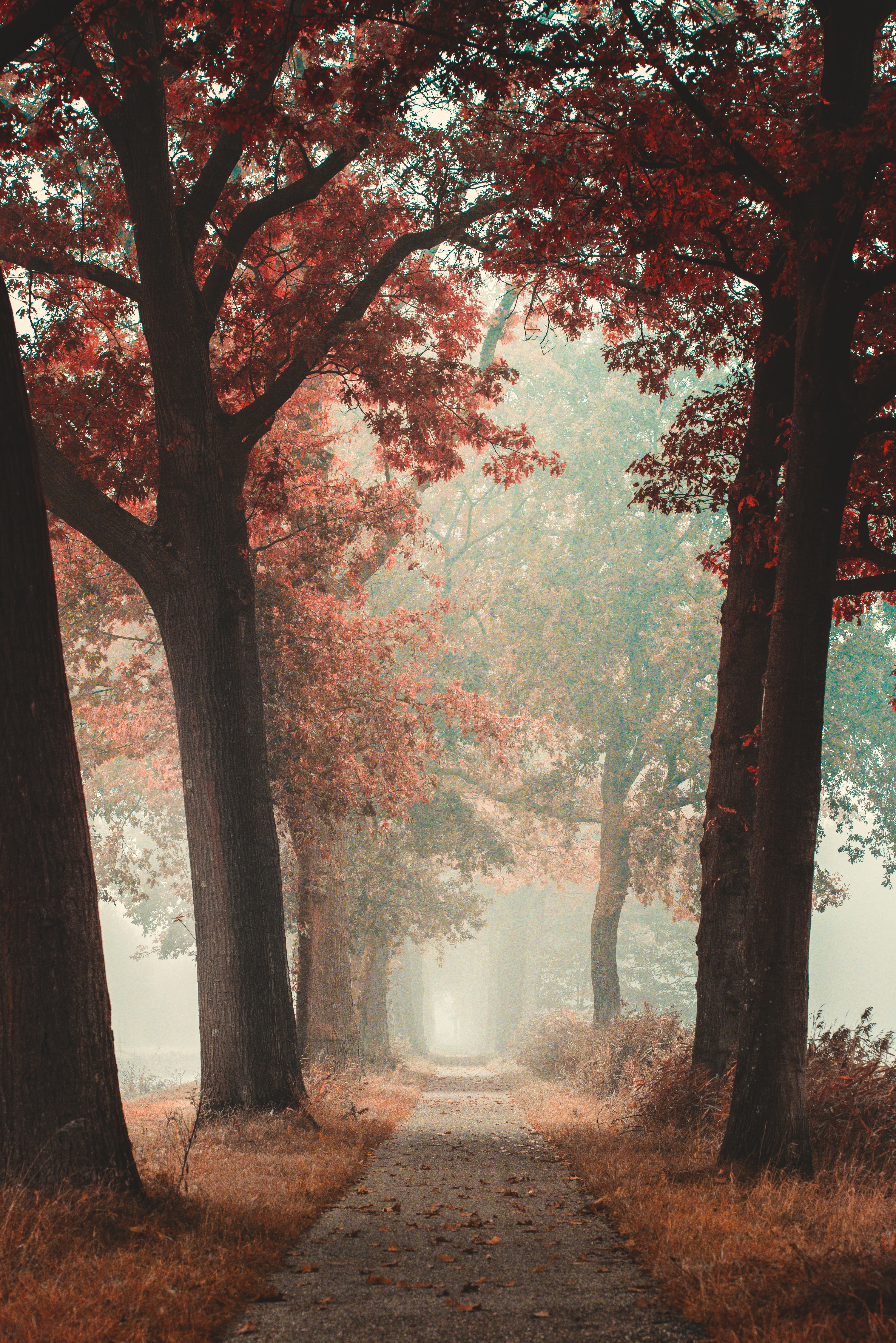 autumn, nature, road, forest, fog, alley 5K