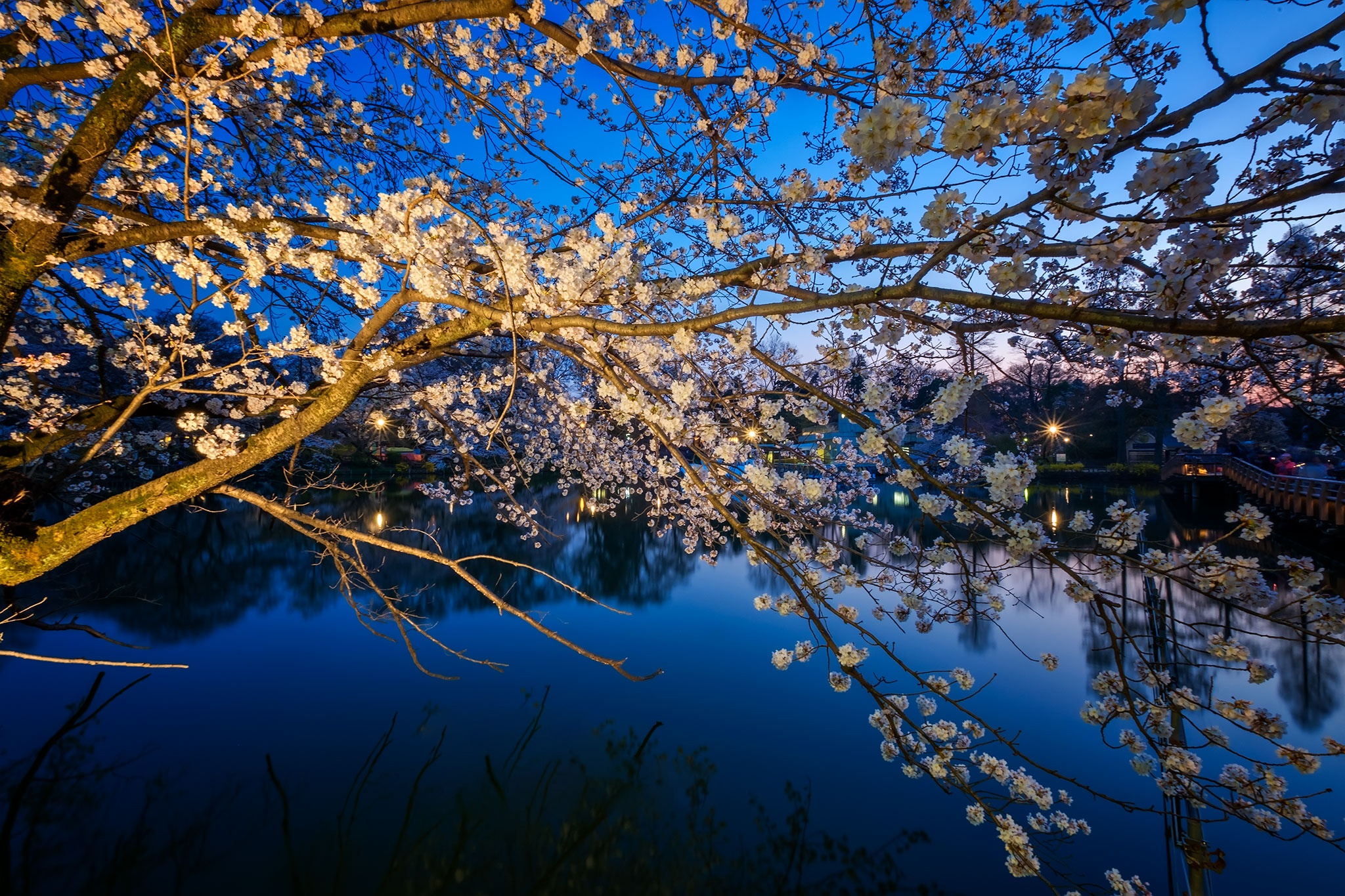 Laden Sie das Sakura, Erde/natur-Bild kostenlos auf Ihren PC-Desktop herunter