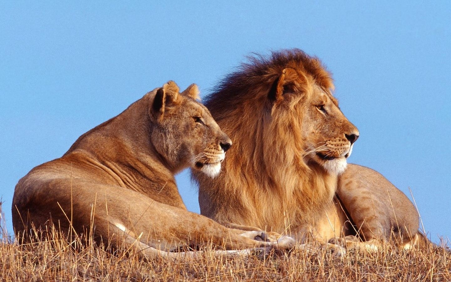 3435 Hintergrundbild herunterladen lions, tiere, orange - Bildschirmschoner und Bilder kostenlos