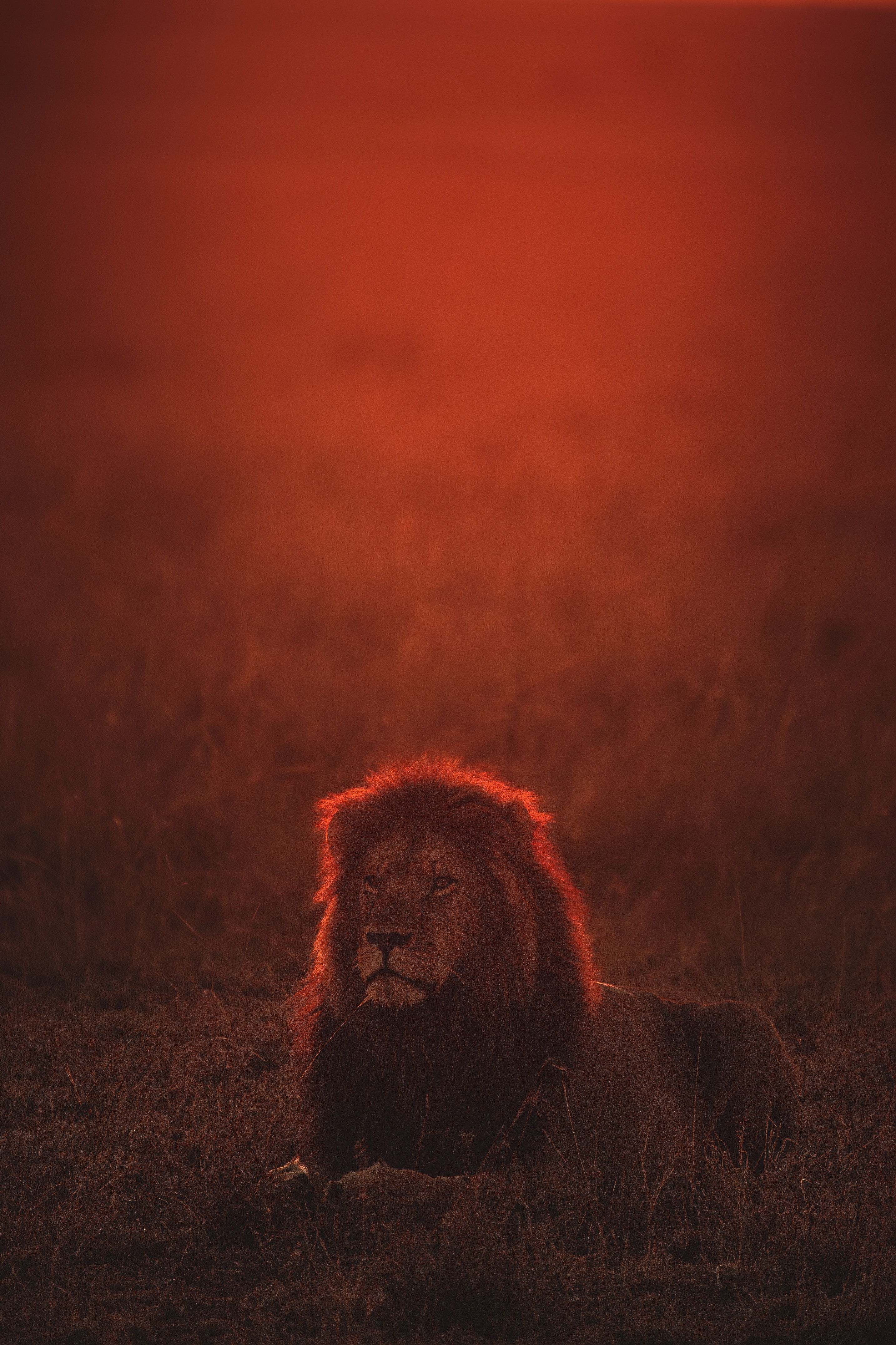 157913 descargar fondo de pantalla un leon, oscuridad, animales, crepúsculo, león, depredador, gato grande, fauna silvestre, vida silvestre: protectores de pantalla e imágenes gratis