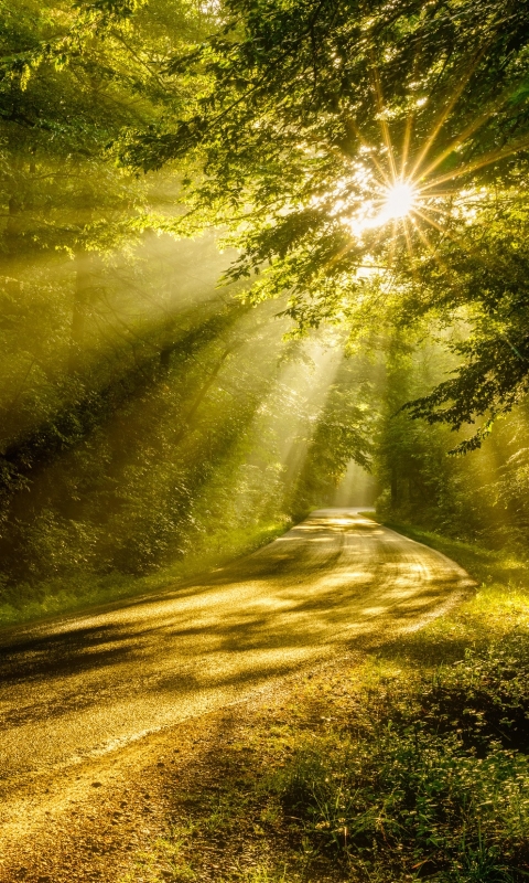 Download mobile wallpaper Nature, Road, Forest, Sunbeam, Man Made, Sunbean for free.