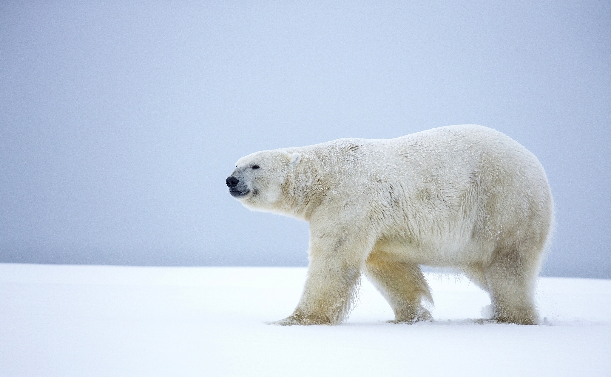 Baixe gratuitamente a imagem Animais, Neve, Urso, Urso Polar, Ursos na área de trabalho do seu PC