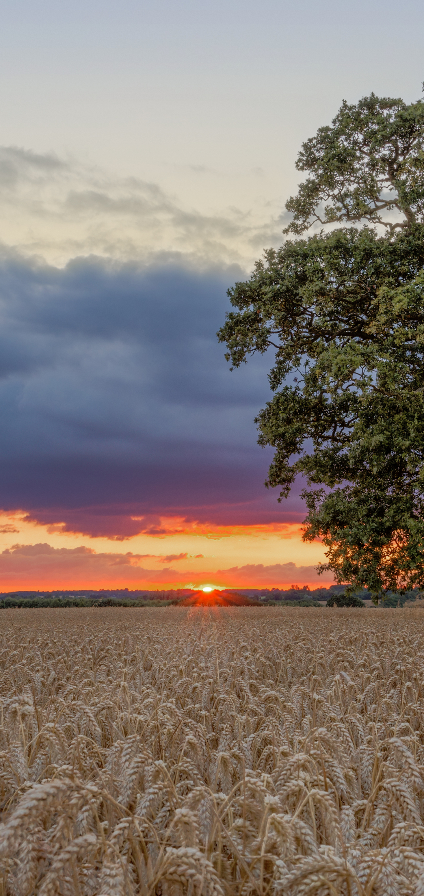 Download mobile wallpaper Landscape, Sunset, Wheat, Earth, Field, Cloud for free.