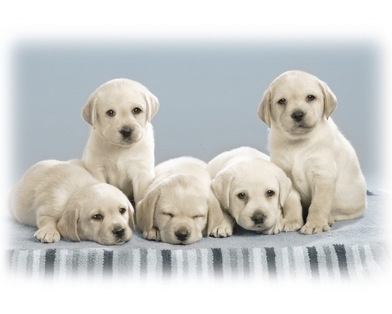 Laden Sie das Tiere, Labrador-Bild kostenlos auf Ihren PC-Desktop herunter
