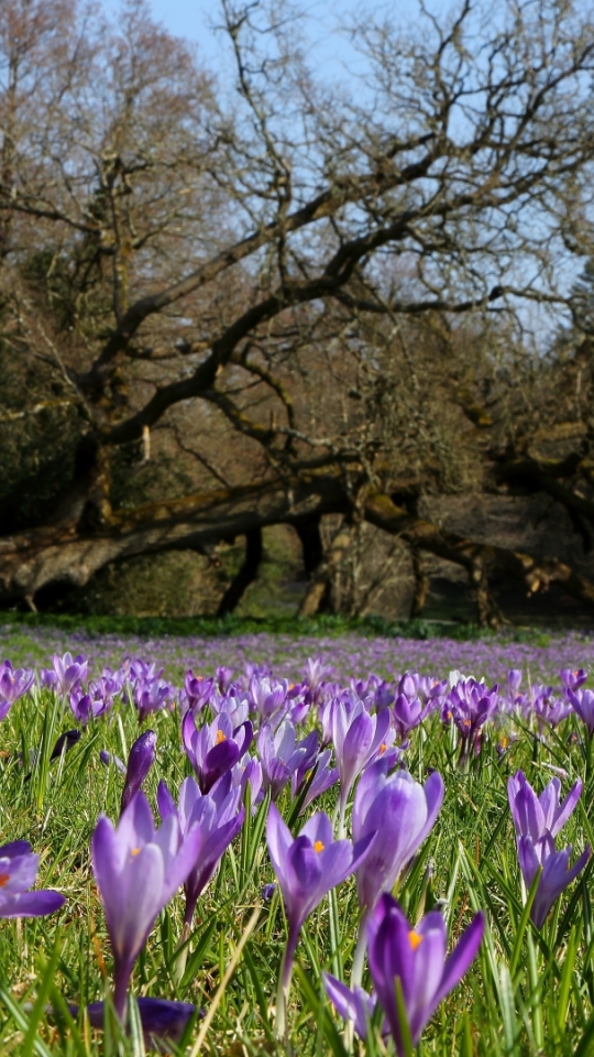 Download mobile wallpaper Flowers, Earth, Crocus for free.