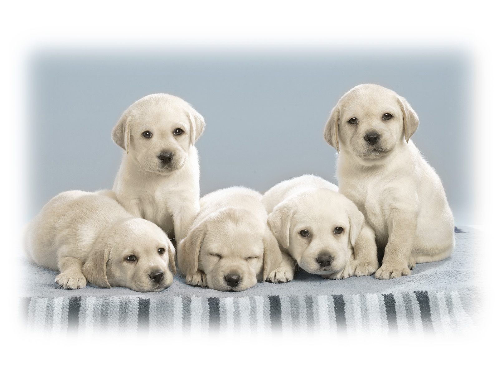 Handy-Wallpaper Tiere, Labrador Retriever kostenlos herunterladen.
