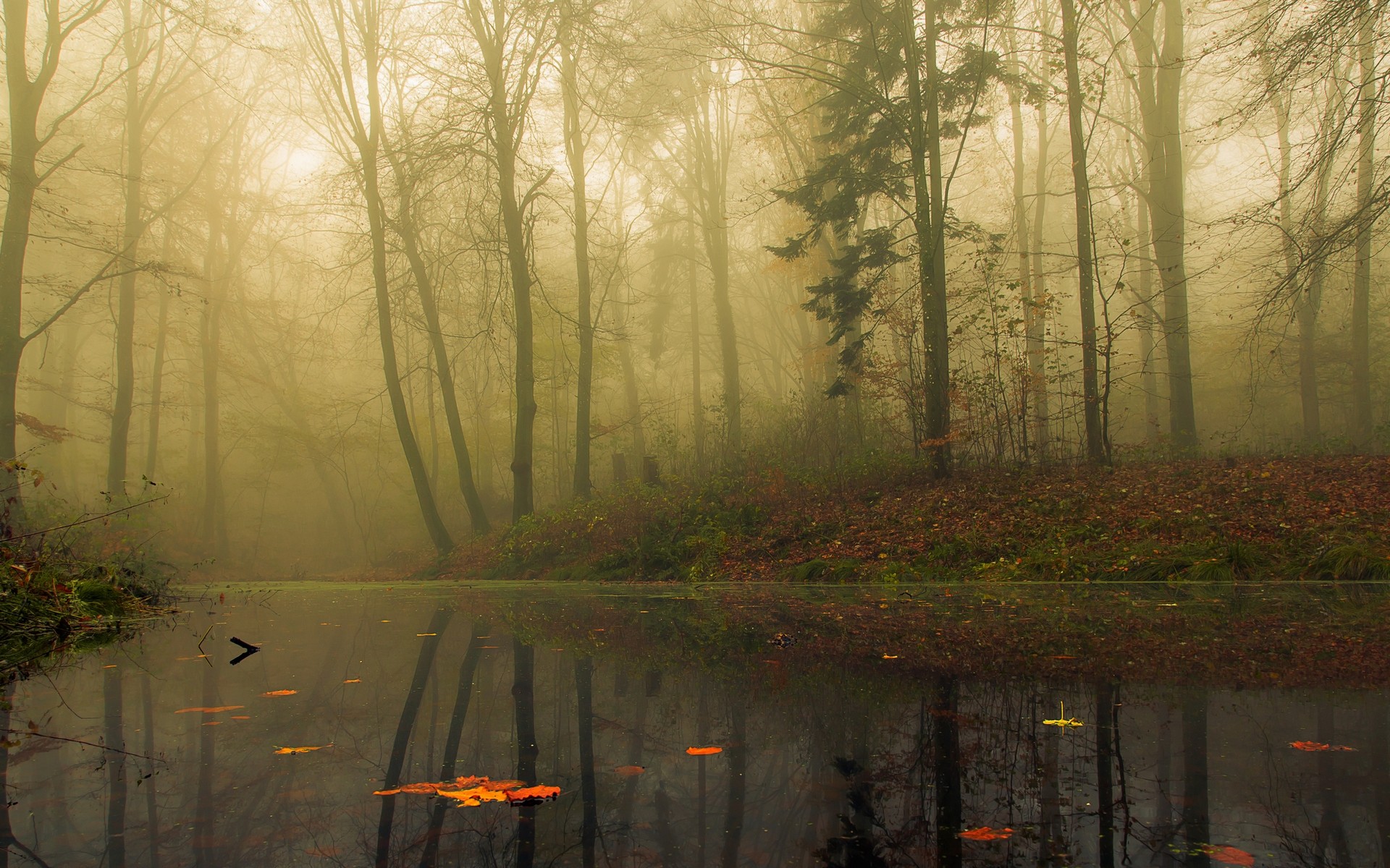 PCデスクトップに自然, 葉, 反射, 森, 霧, 地球画像を無料でダウンロード