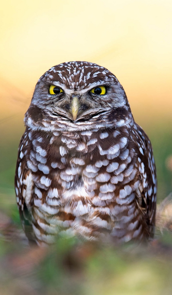 Burrowing Owl  8k Backgrounds