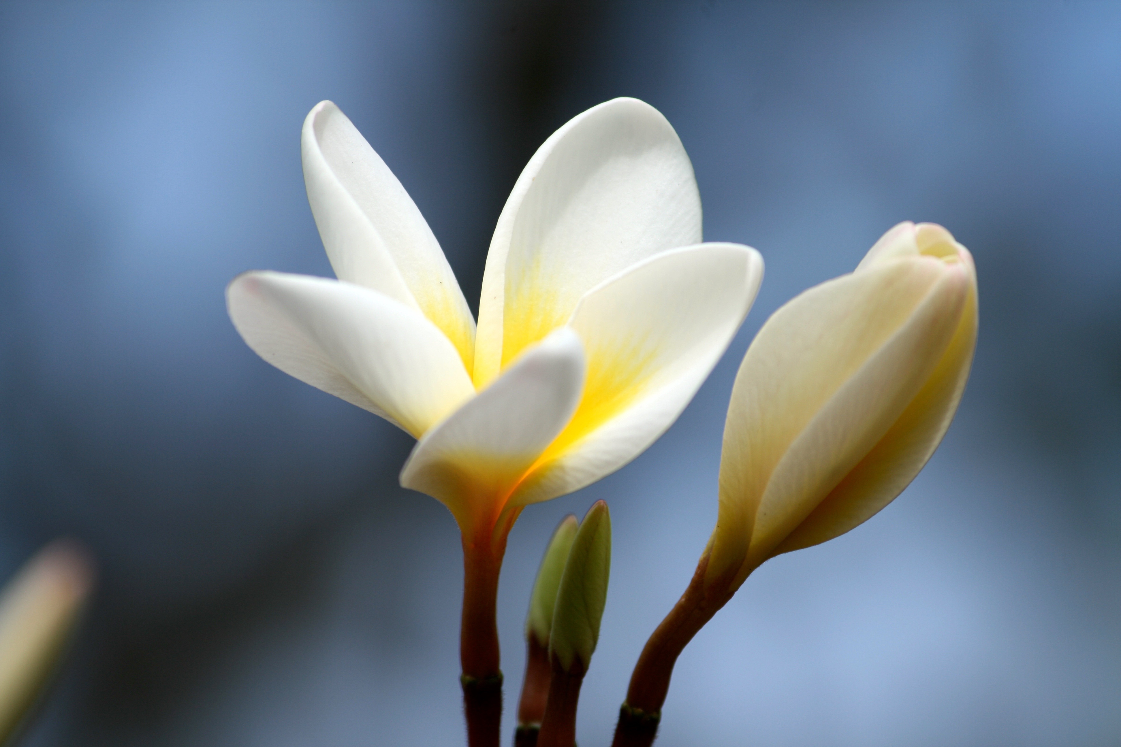 flower, flowers, bud, close up, plumeria HD for desktop 1080p