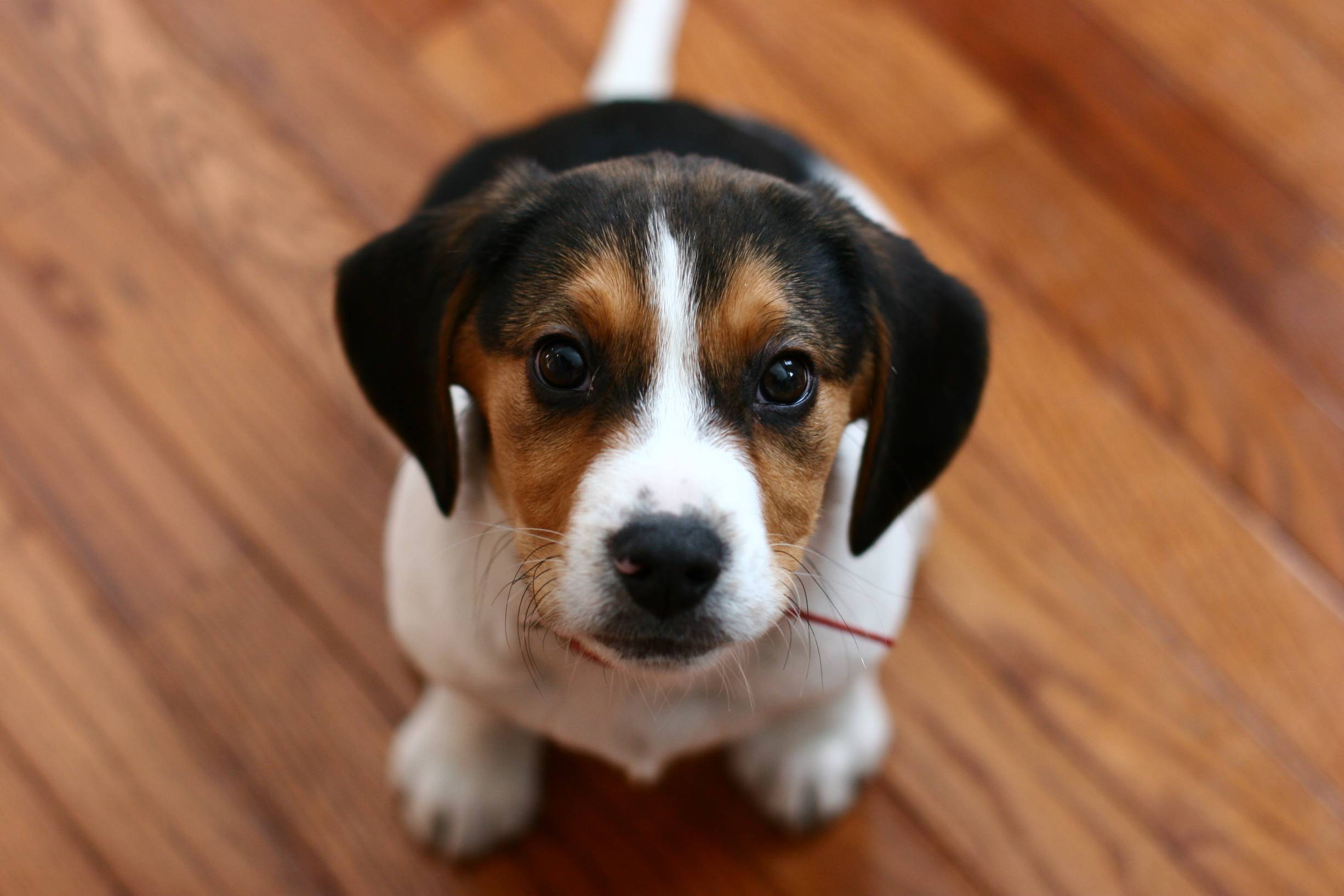 animal, beagle, baby animal, cute, muzzle, puppy, dogs