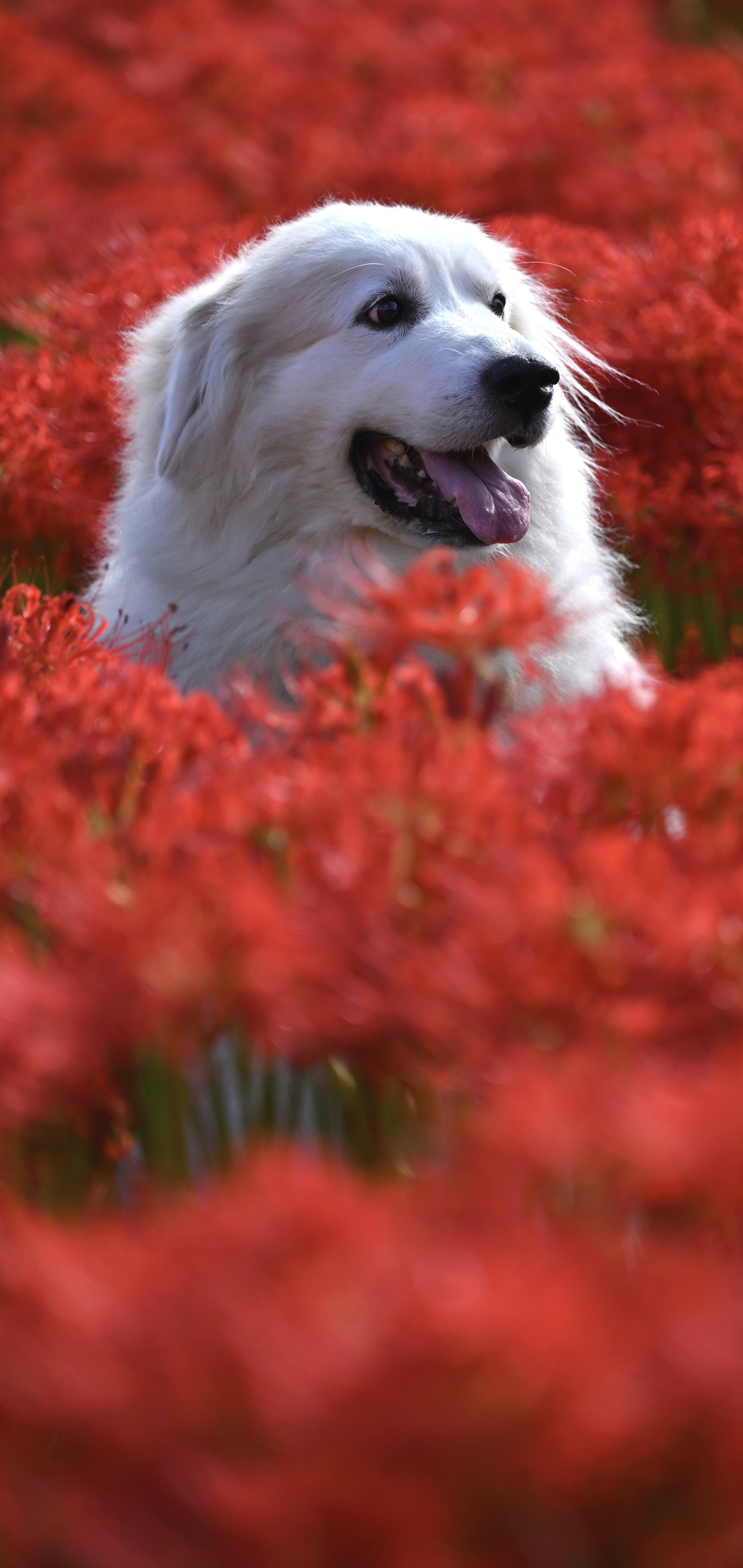 Baixar papel de parede para celular de Animais, Cães, Cão, Flor Vermelha gratuito.