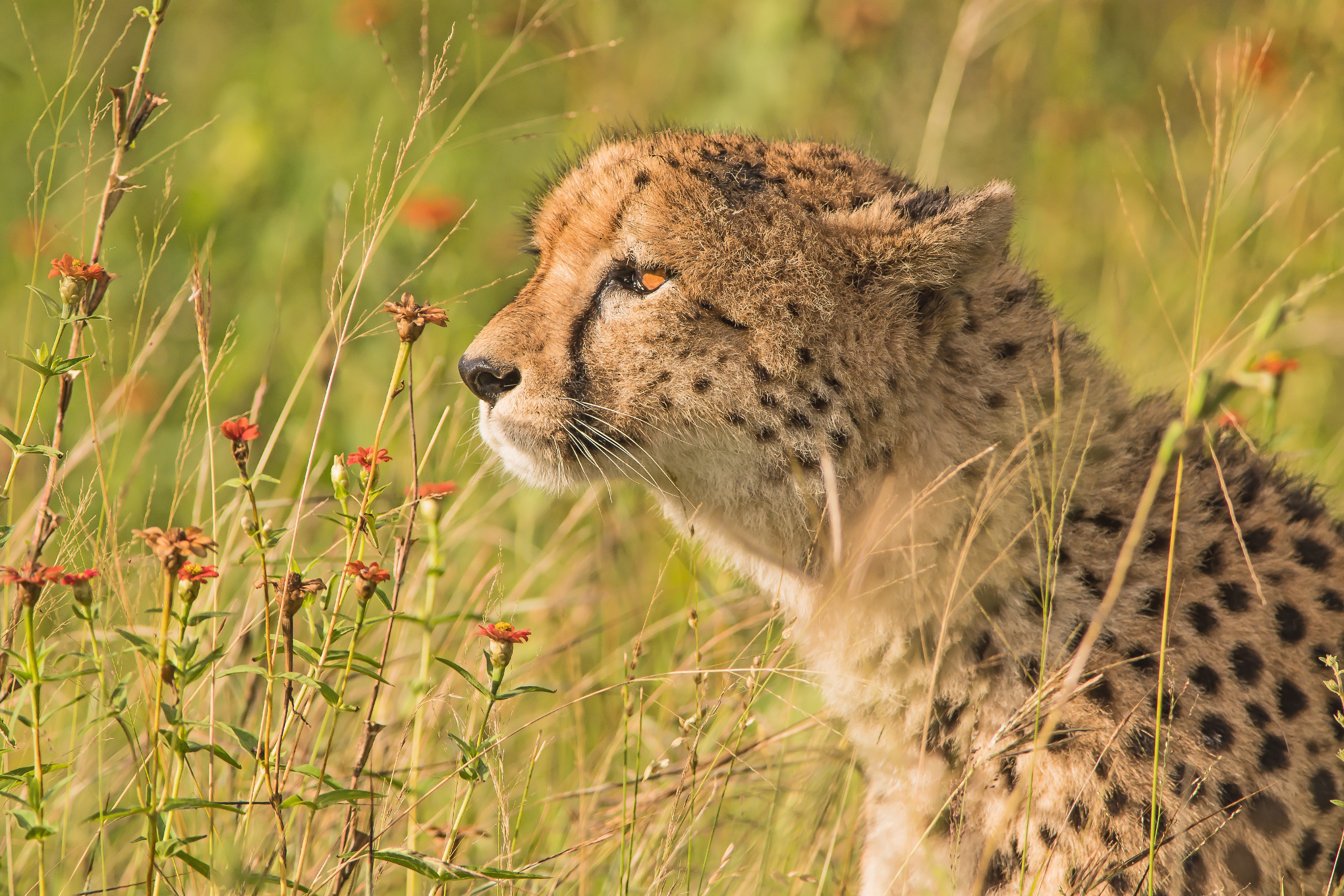 Laden Sie das Tiere, Katzen, Gepard-Bild kostenlos auf Ihren PC-Desktop herunter