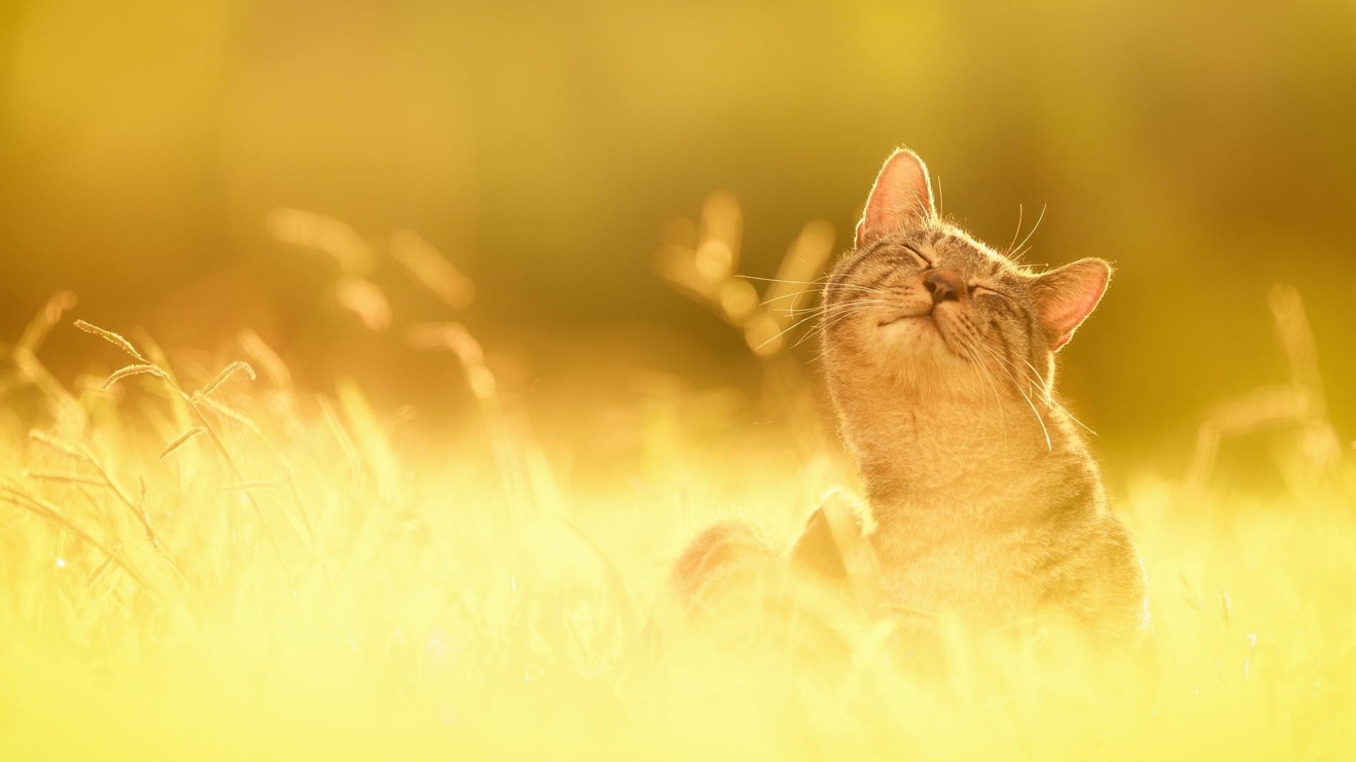 Téléchargez gratuitement l'image Animaux, Chat sur le bureau de votre PC