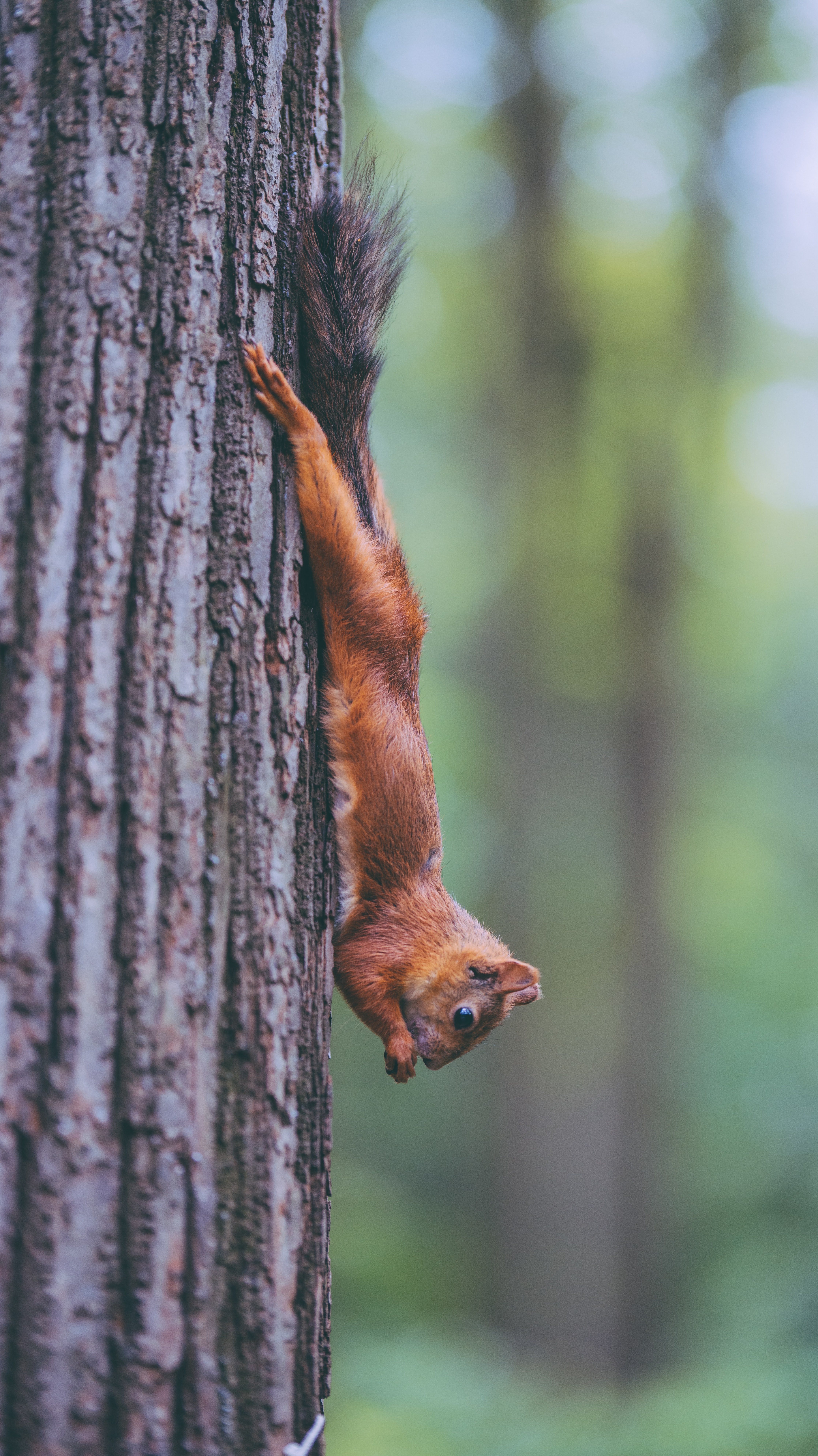 Free download wallpaper Animals, Wood, Tree, Animal, Rodent, Squirrel, Funny on your PC desktop