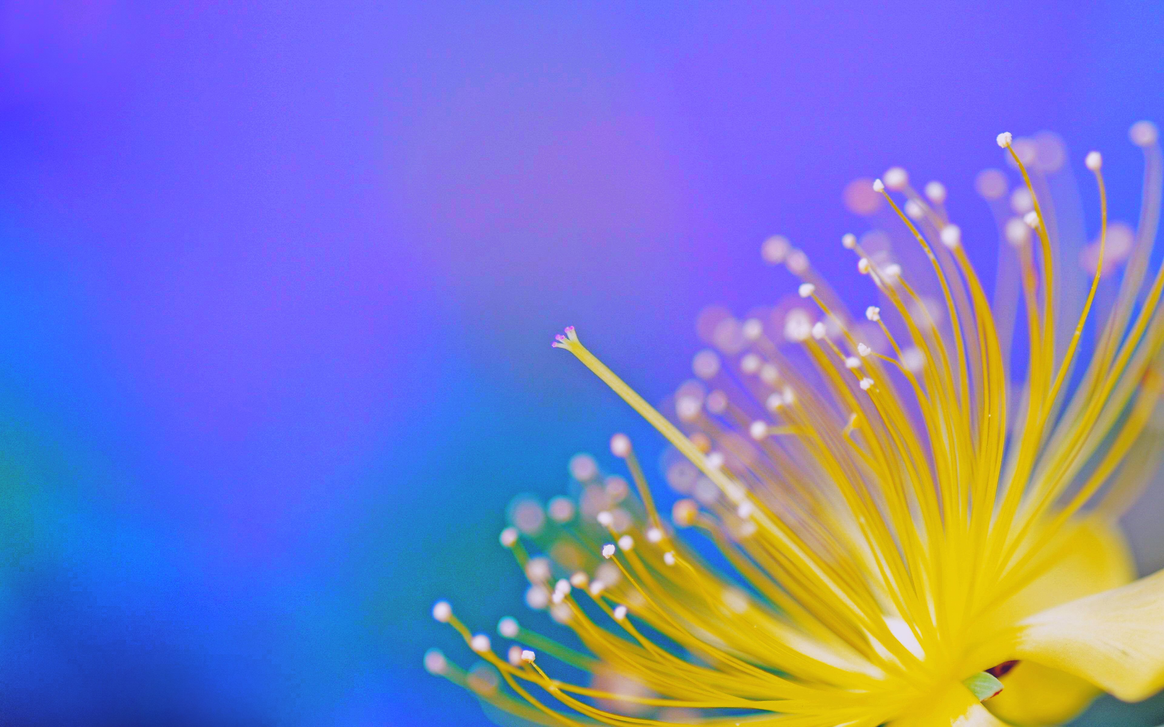 Laden Sie das Natur, Blume, Bunt, Frühling, Erde/natur-Bild kostenlos auf Ihren PC-Desktop herunter