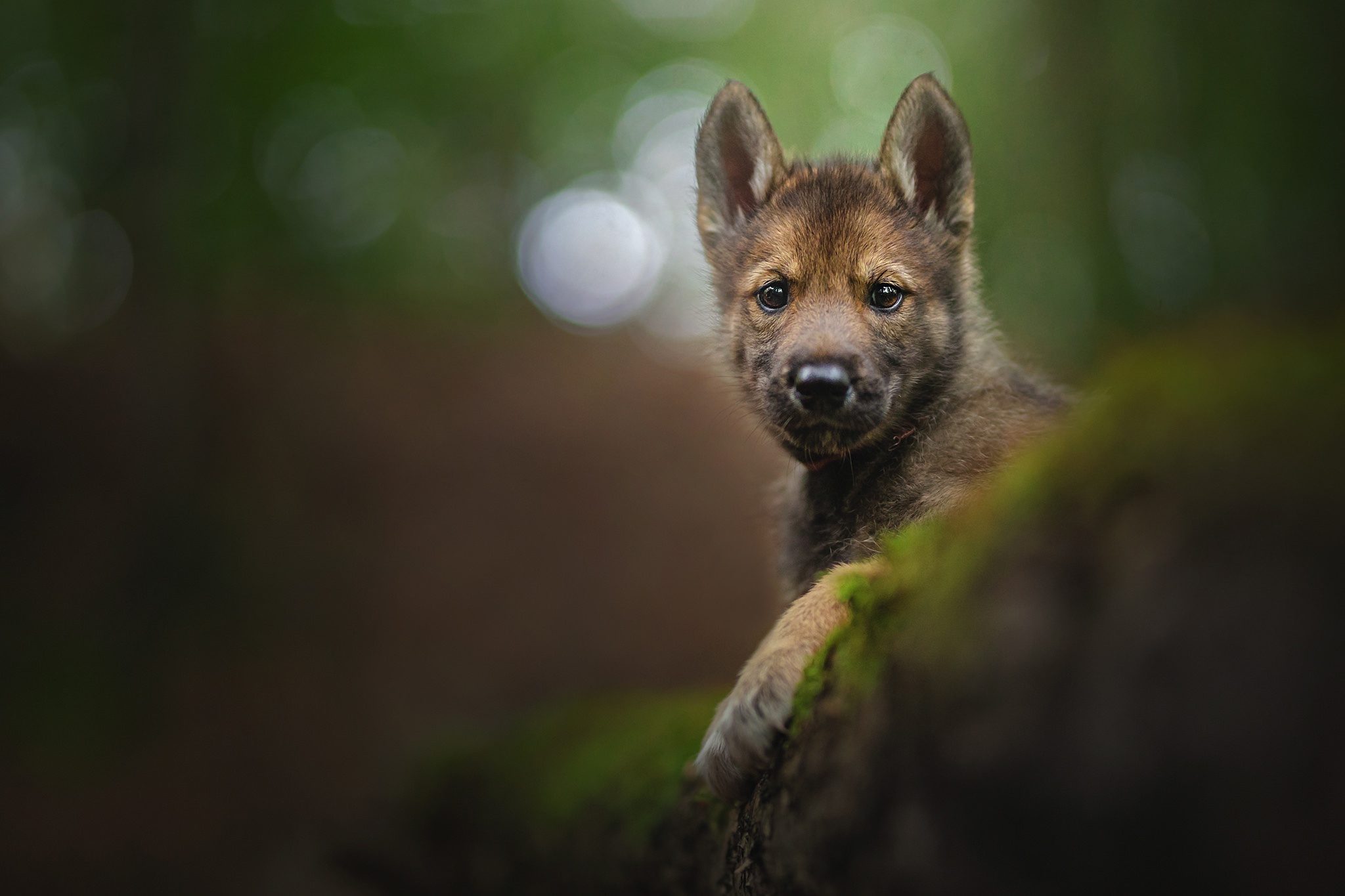 Baixe gratuitamente a imagem Animais, Cães, Cão, Animal Bebê, Filhote na área de trabalho do seu PC