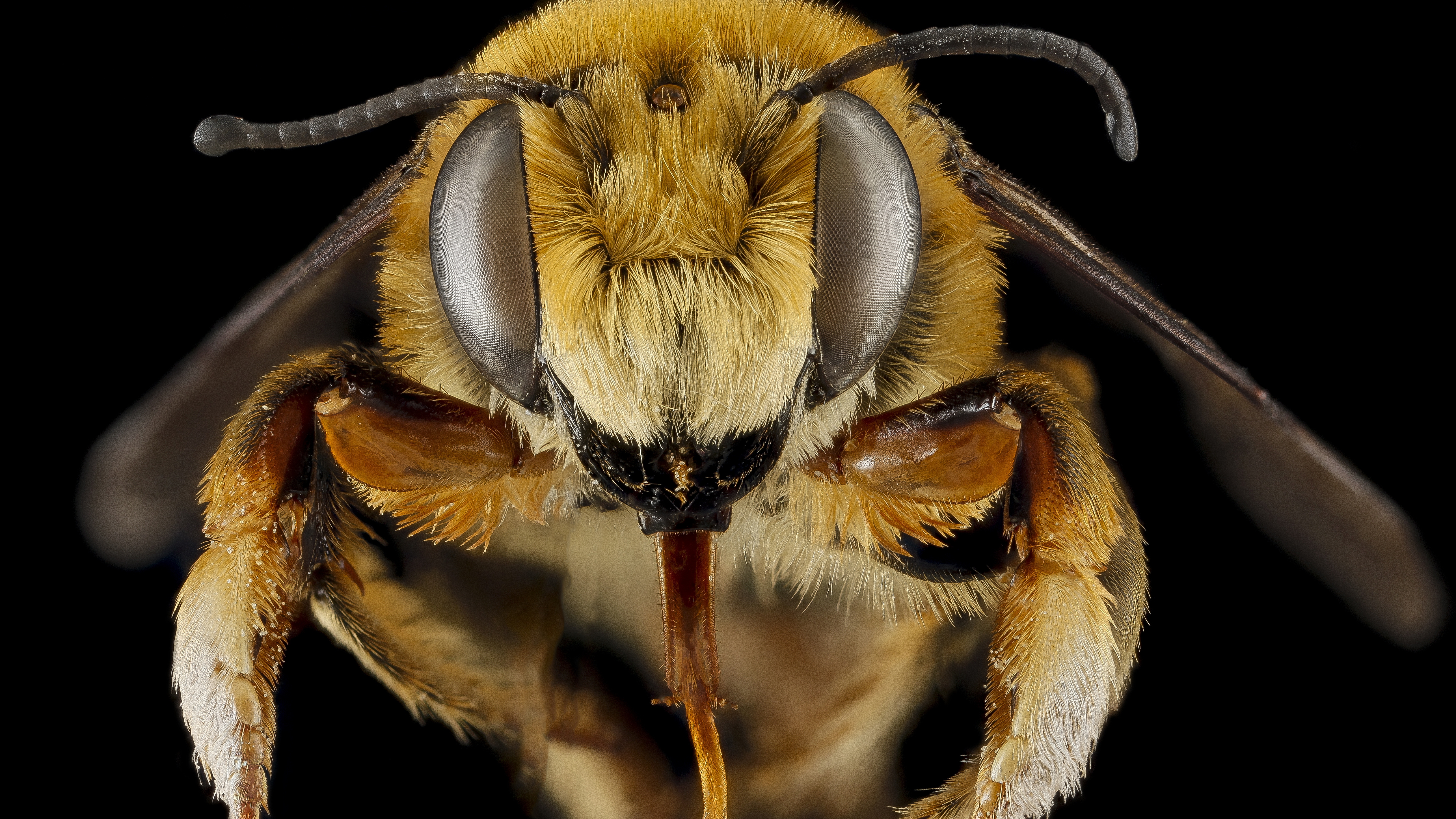 Descarga gratis la imagen Abeja, Insectos, Animales en el escritorio de tu PC