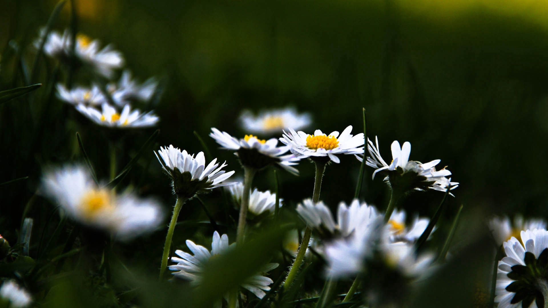 Download mobile wallpaper Macro, Flowers, Camomile, Plant for free.