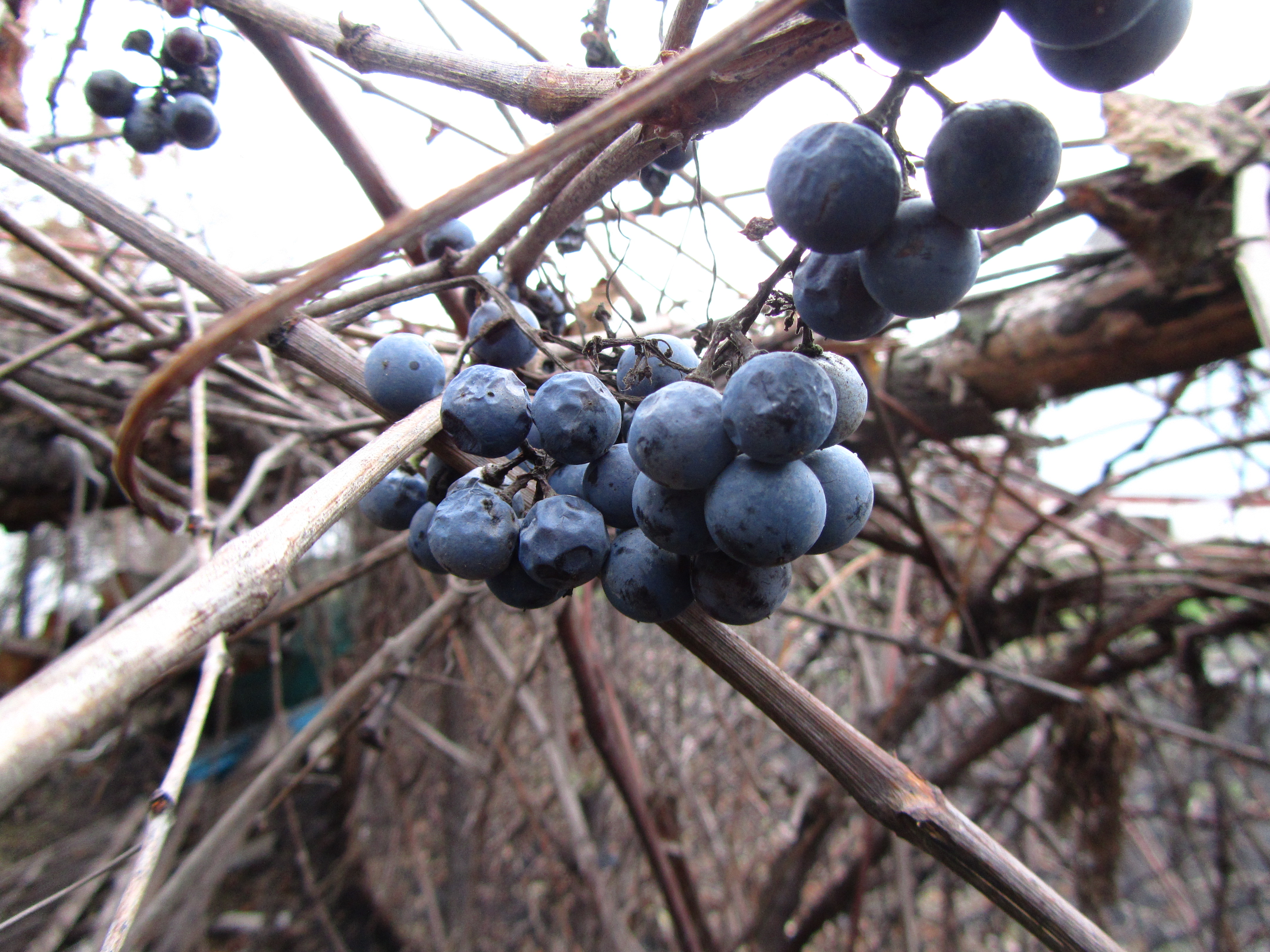 Baixe gratuitamente a imagem Comida, Uvas na área de trabalho do seu PC